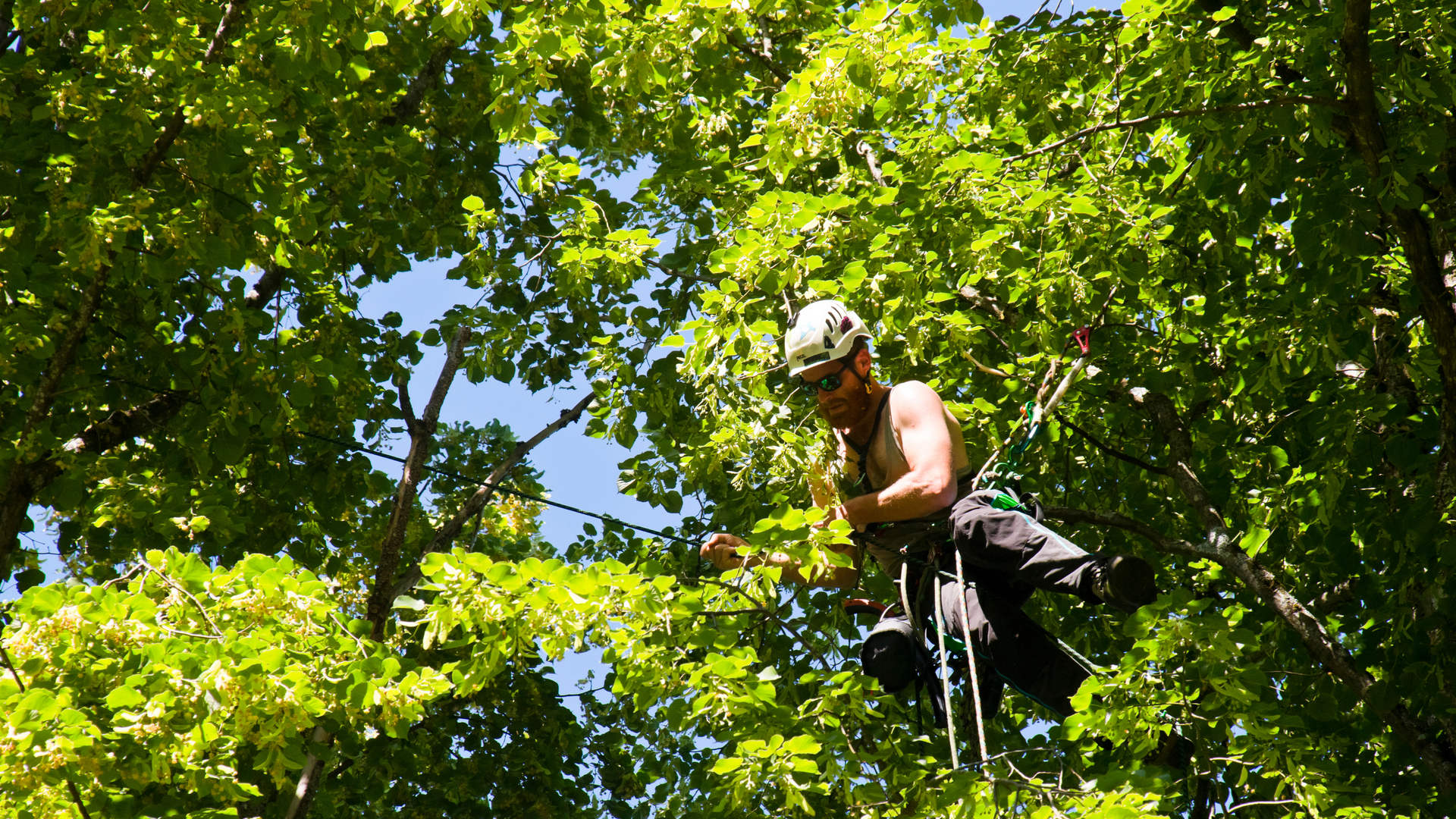 Climber in a helmet and harness ascending a rope amid dense green tree canopy