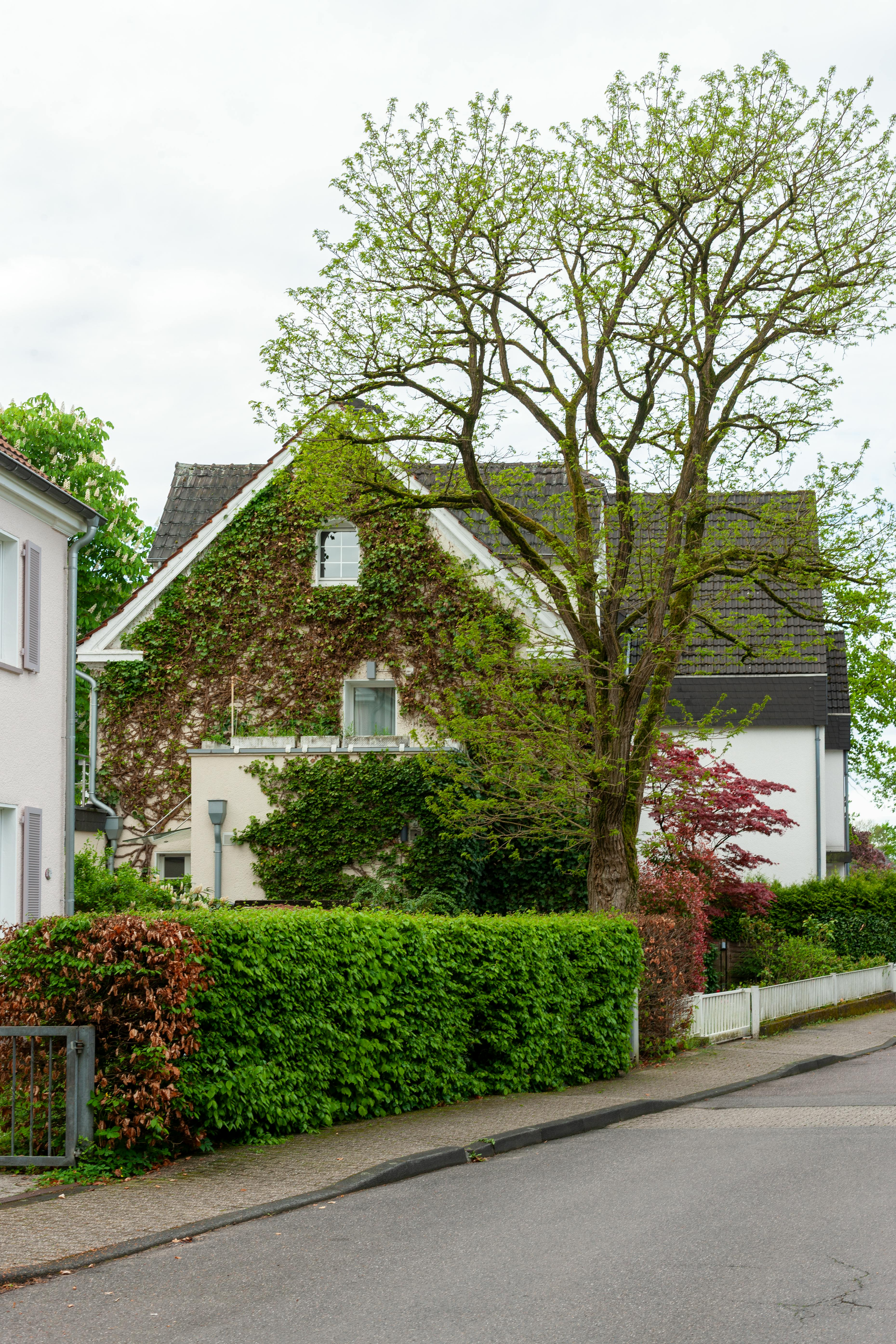 Suburban house with green hedges and a large tree beside a quiet street