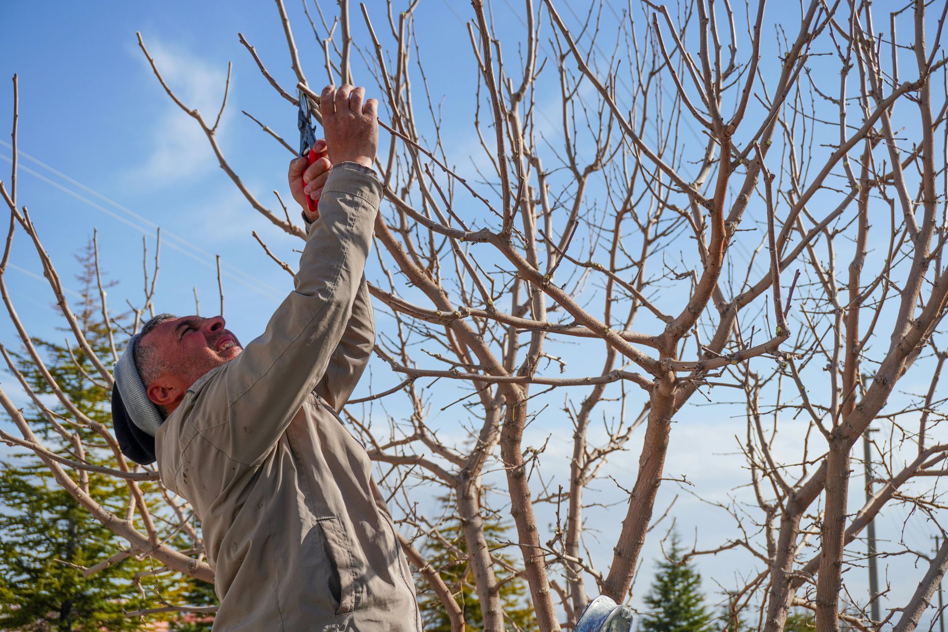 Proper pruning techniques and species-specific care