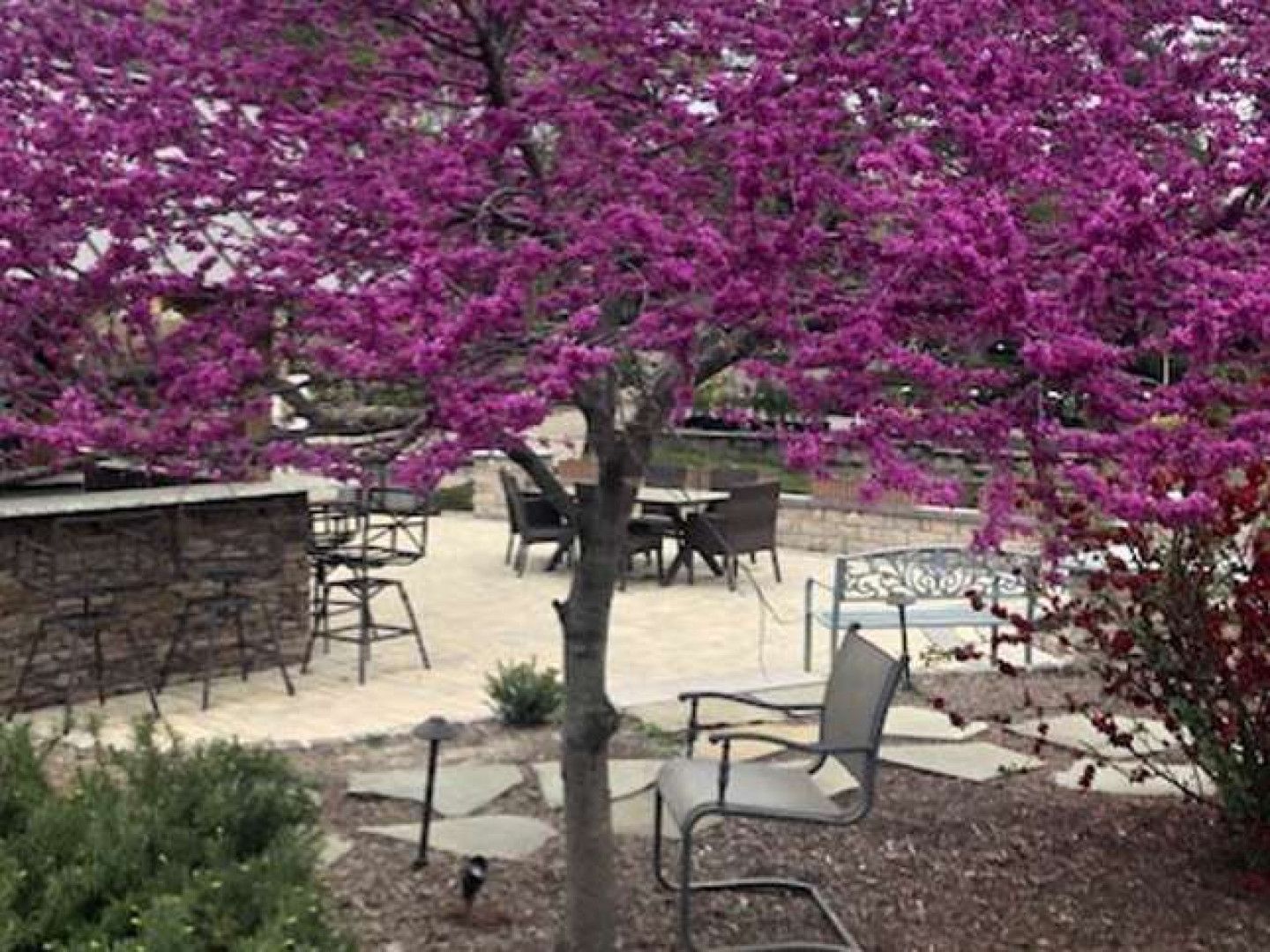 Patio with tables and chairs beneath a bright purple flowering tree in a courtyard.