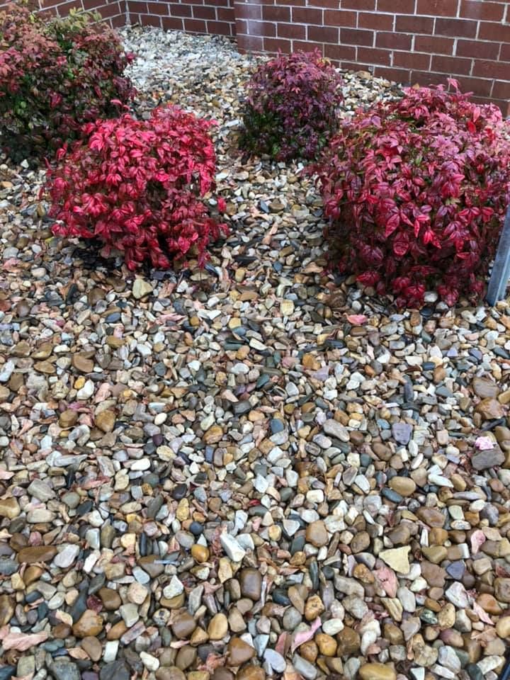 Small red shrubs and purple plants in a gravel-covered garden bed