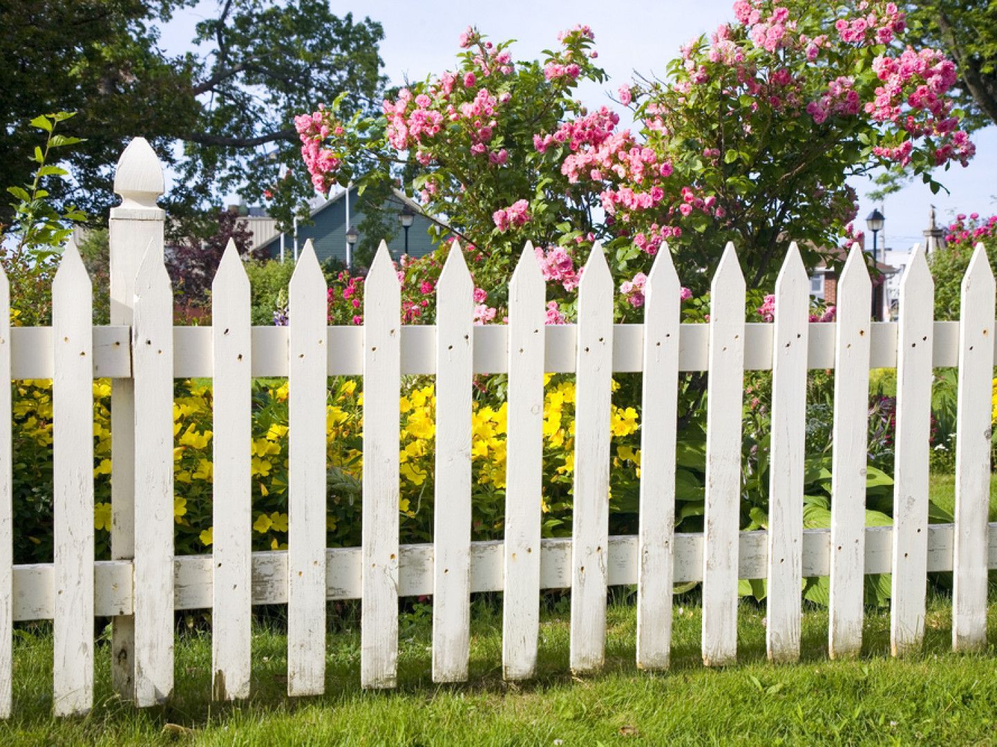White picket fence with pink flowering bushes and green grass in a sunny garden