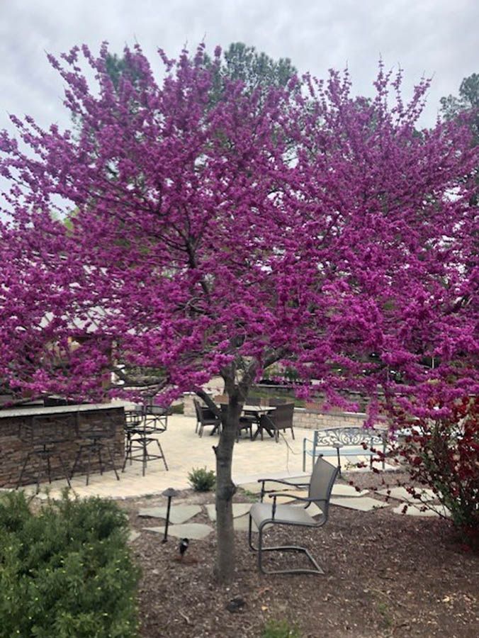 Purple flowering tree in a park patio with tables and chairs under an overcast sky