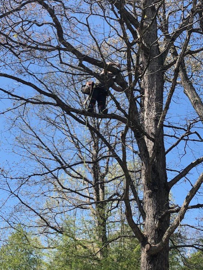 Person climbing a tall tree among bare branches under a blue sky