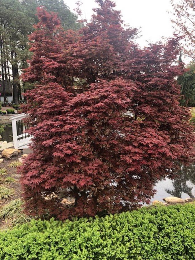 Red Japanese maple tree with burgundy leaves beside a pond and green shrub border