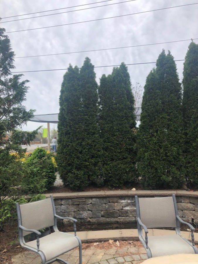Patio chairs facing a stone wall with tall evergreen trees and power lines beyond