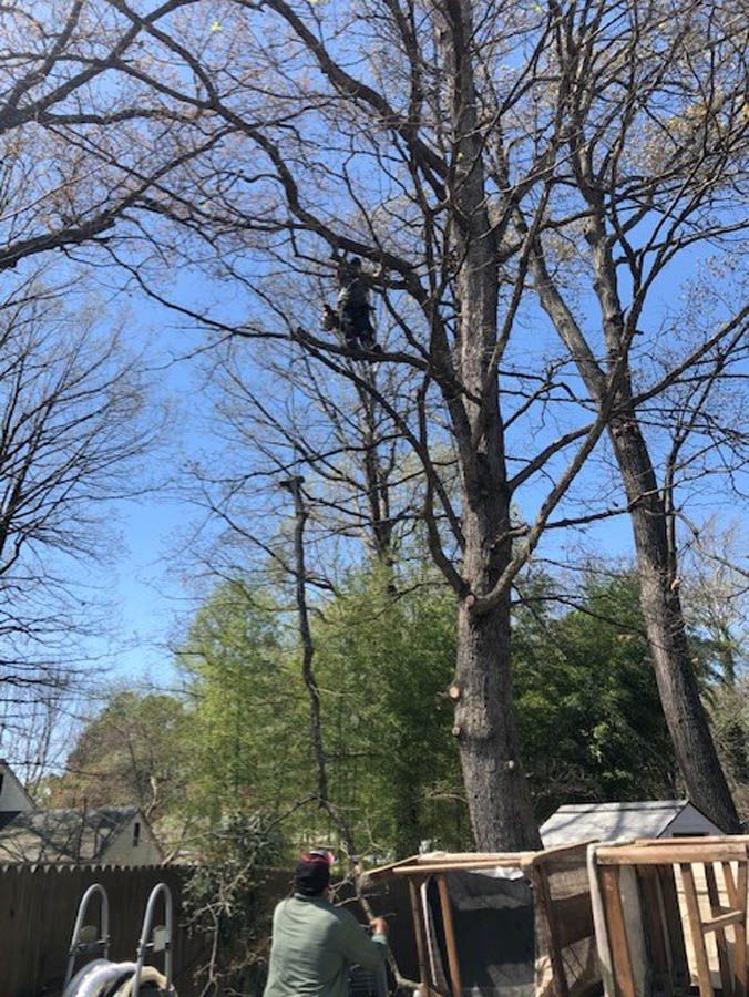 Tall tree in a backyard with bare branches, a person climbing near the trunk, and a wooden play structure below.