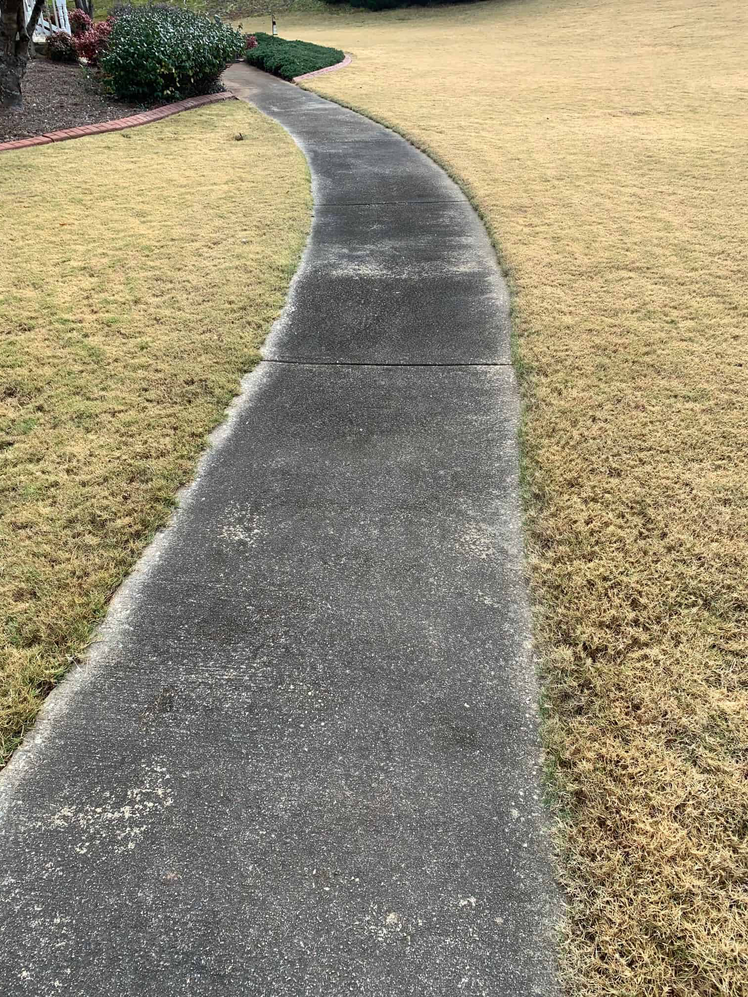 A curved concrete sidewalk transitions through a patch of dry, golden-brown grass next to a small, dark green shrub.