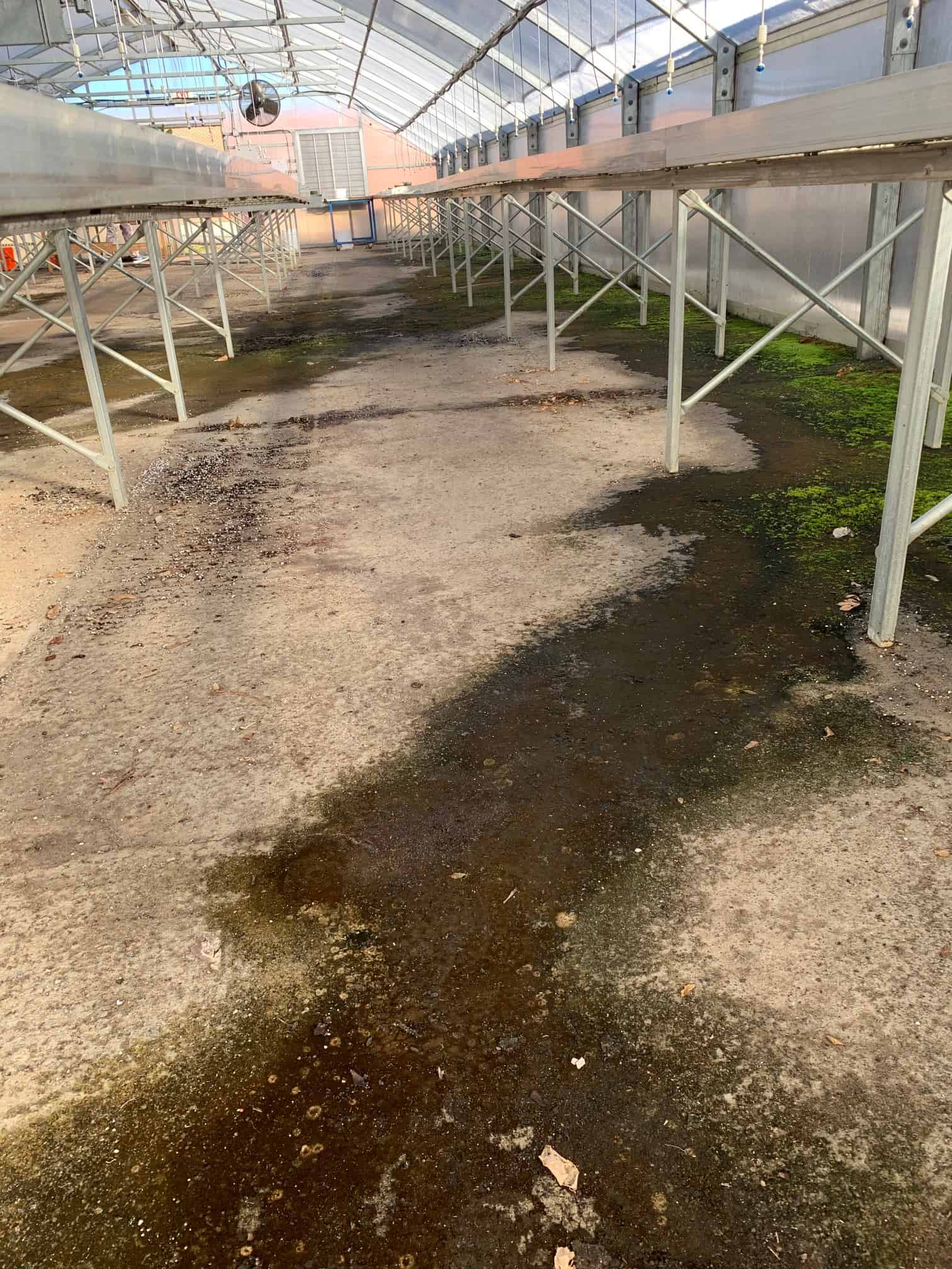 A concrete path beneath a greenhouse structure with dark, damp patches of algae and moisture.