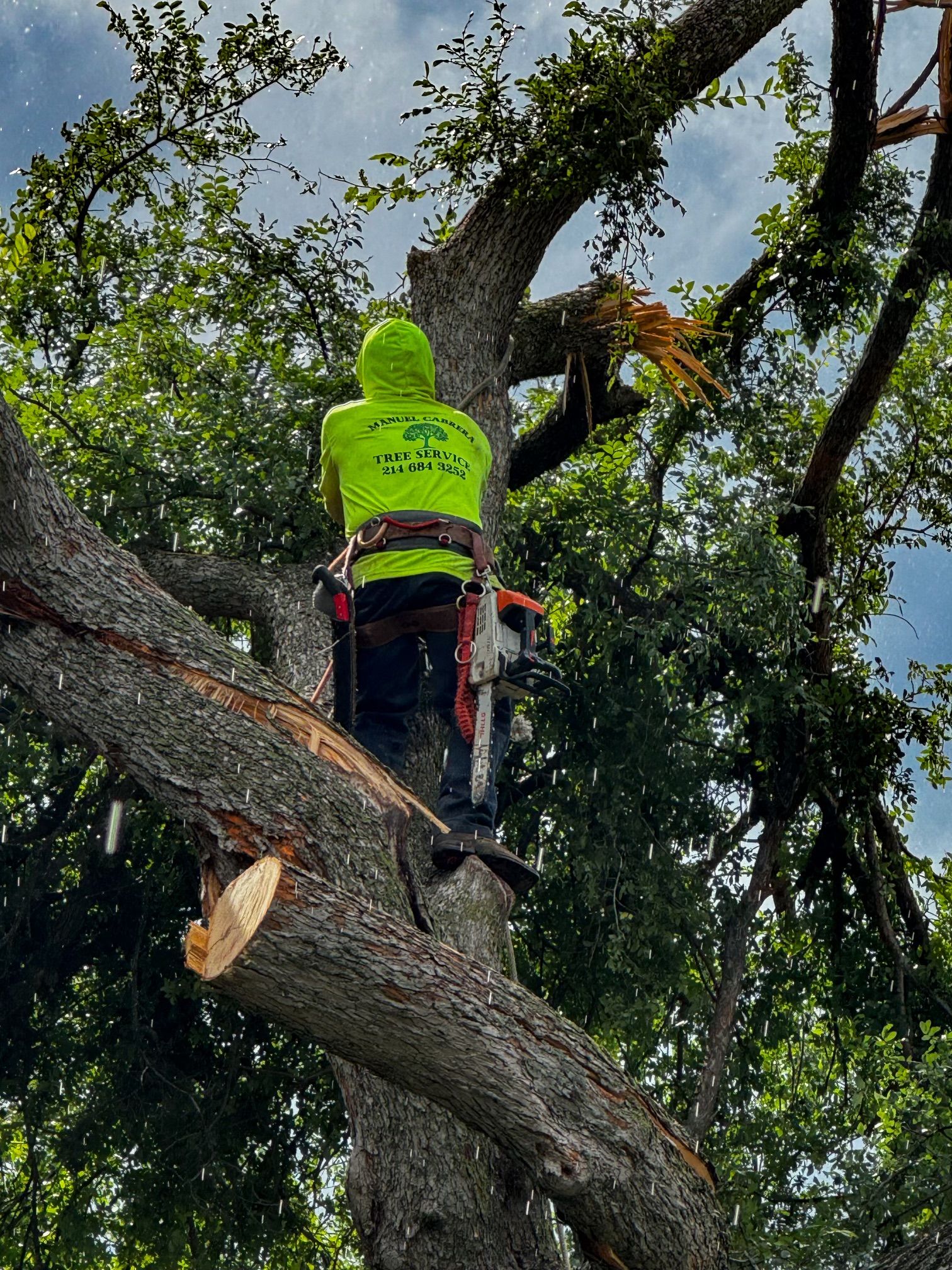 Manuel Cabrera Tree Service - Collin County's Tree Guys