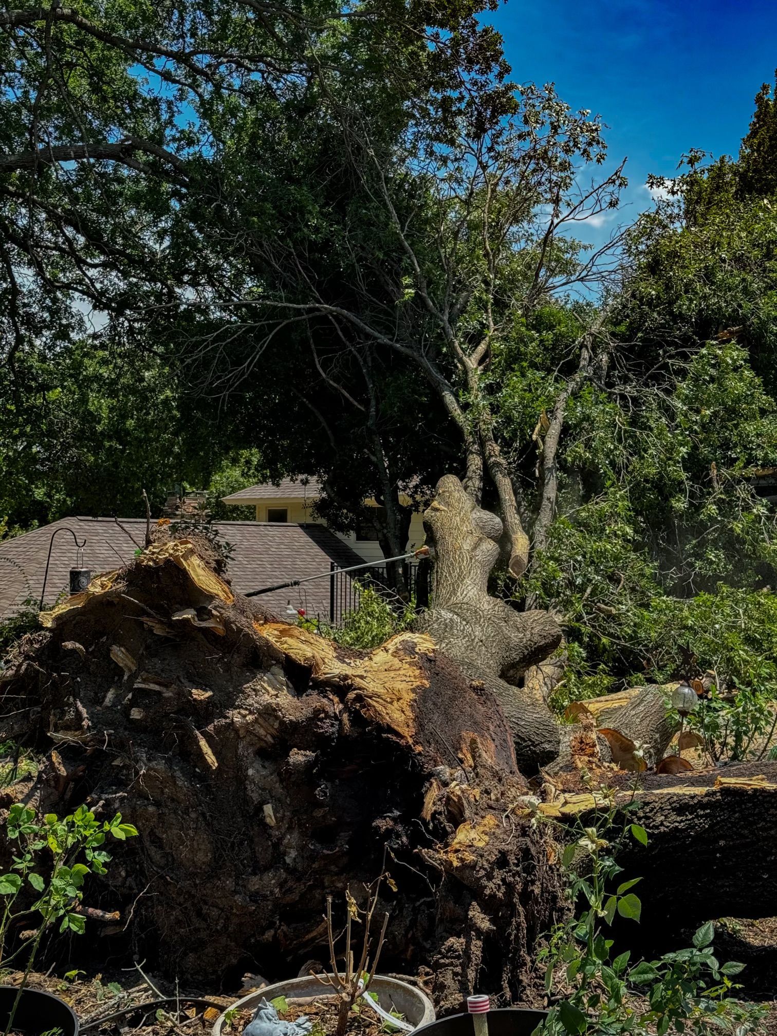 damaged tree after storm