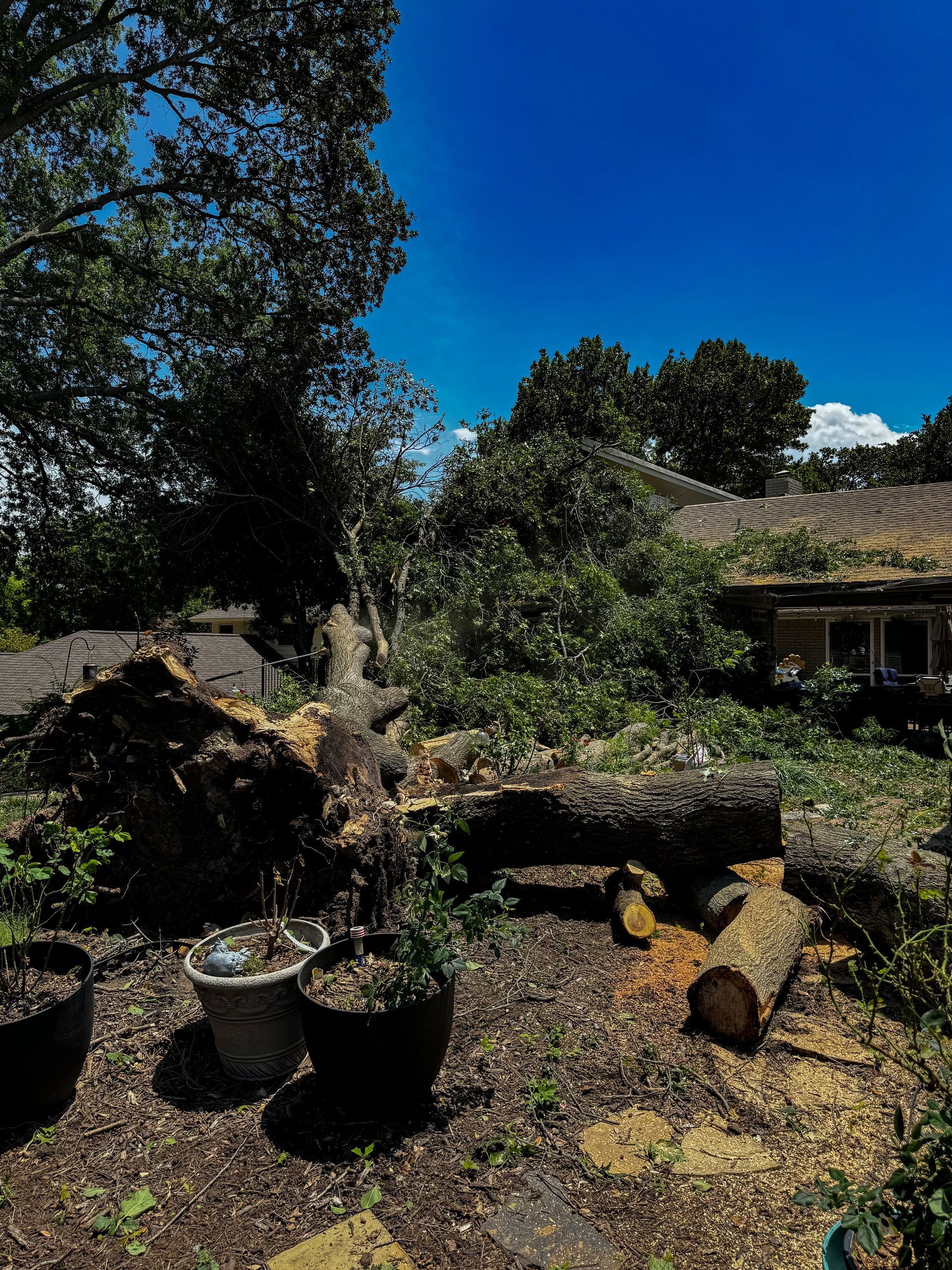 emergency tree removal