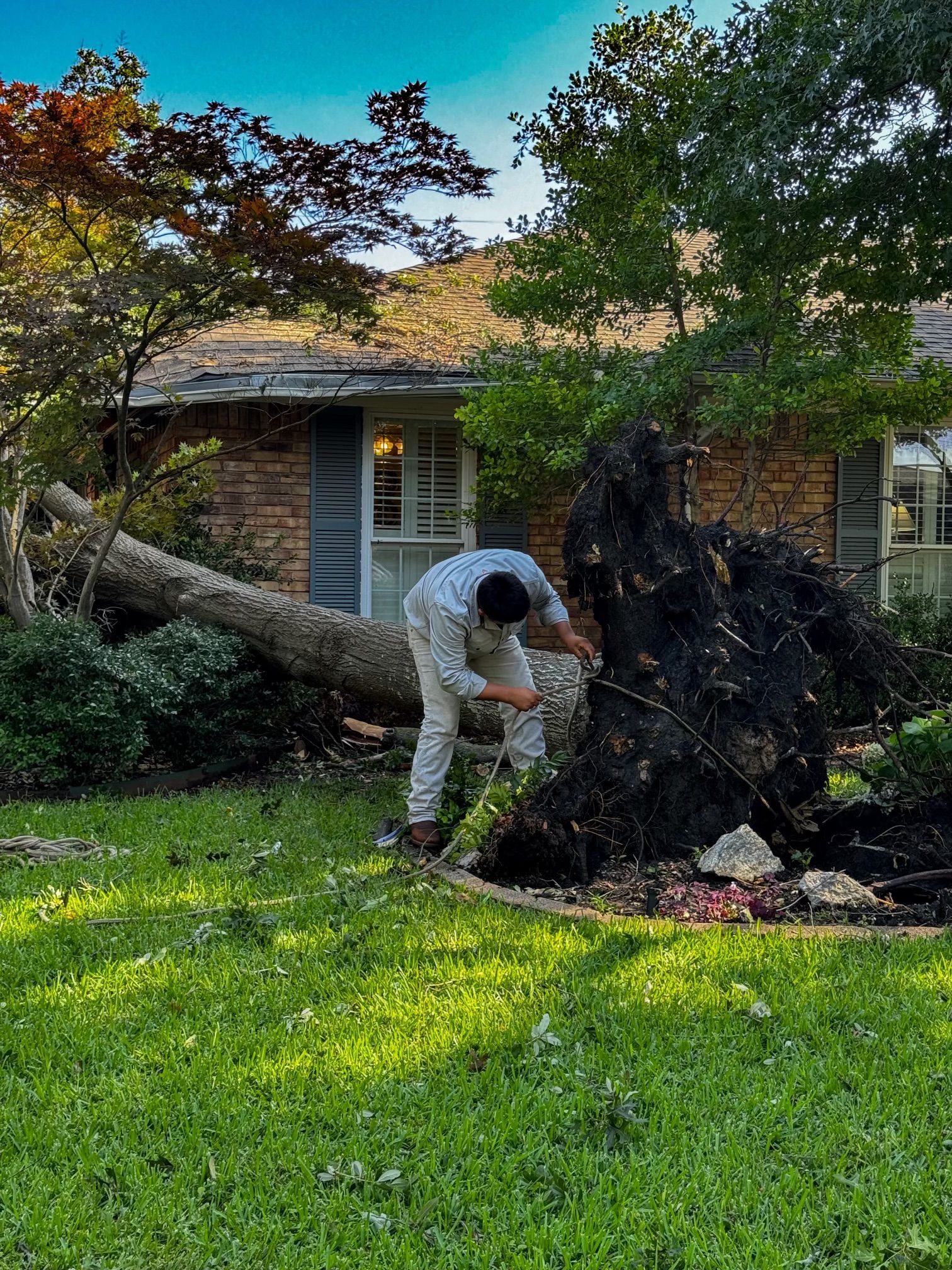 fallen tree emergency
