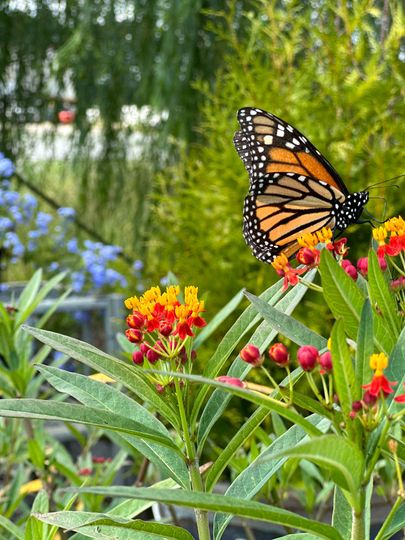 Plant Products — Leland, NC — Bloomin' Crazy Nursery and More Plant Products — Leland, NC — Bloomin' Crazy Nursery and More
