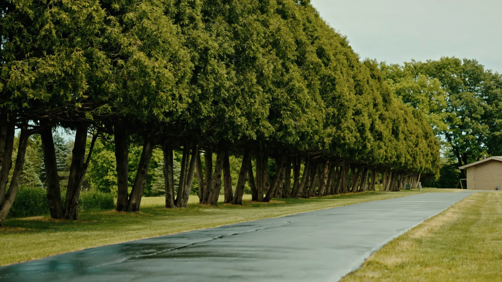 Tree-lined paved path beside a grassy lawn and hedge, leading past a small building.