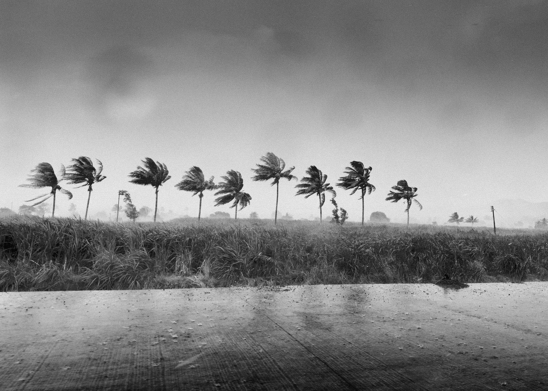 Palm trees bending in hurricane winds over Southwest Florida where homes rely on standby generators