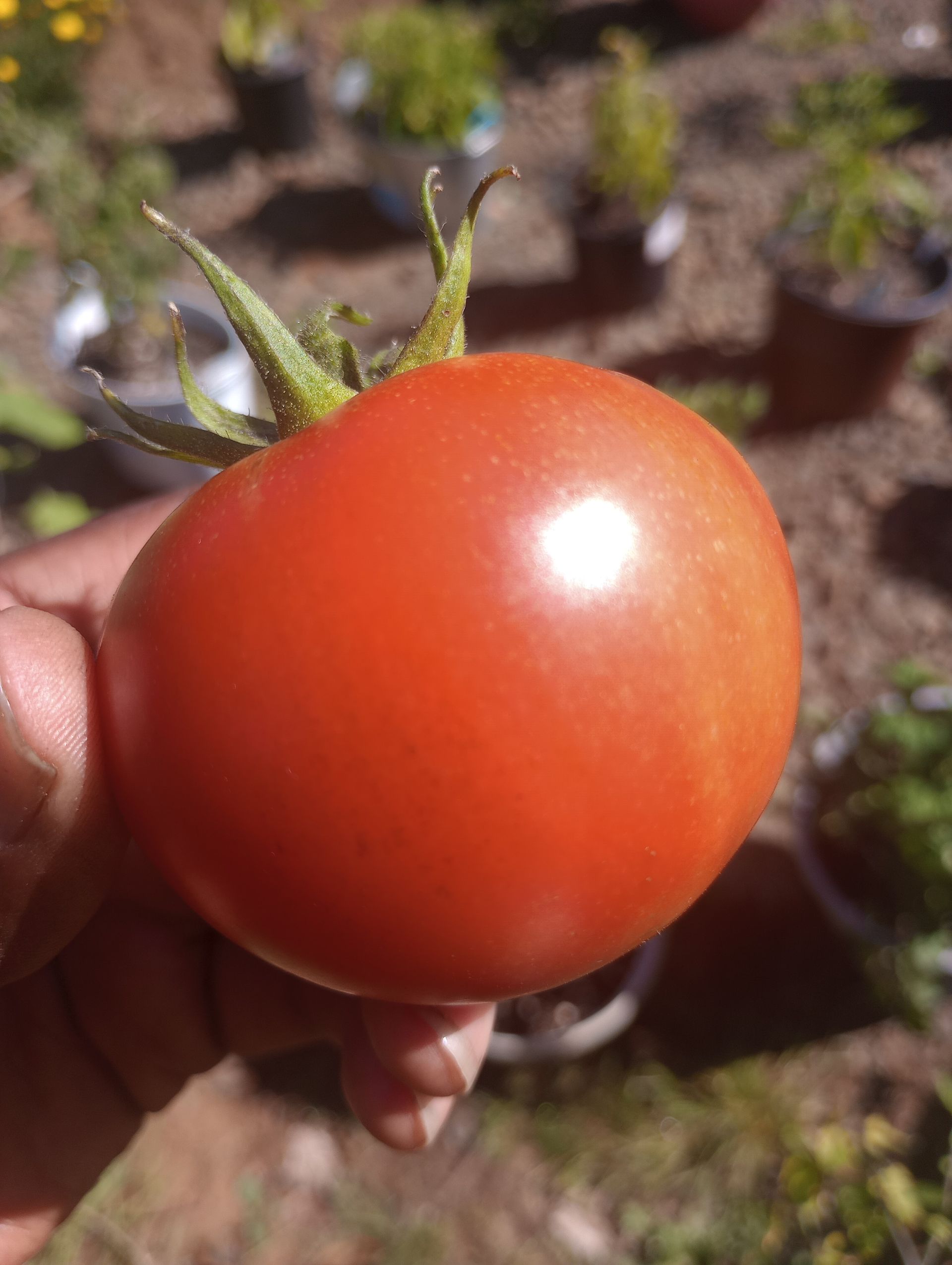 Hand holding a ripe, red tomato with green stem outdoors, other potted plants in the background.