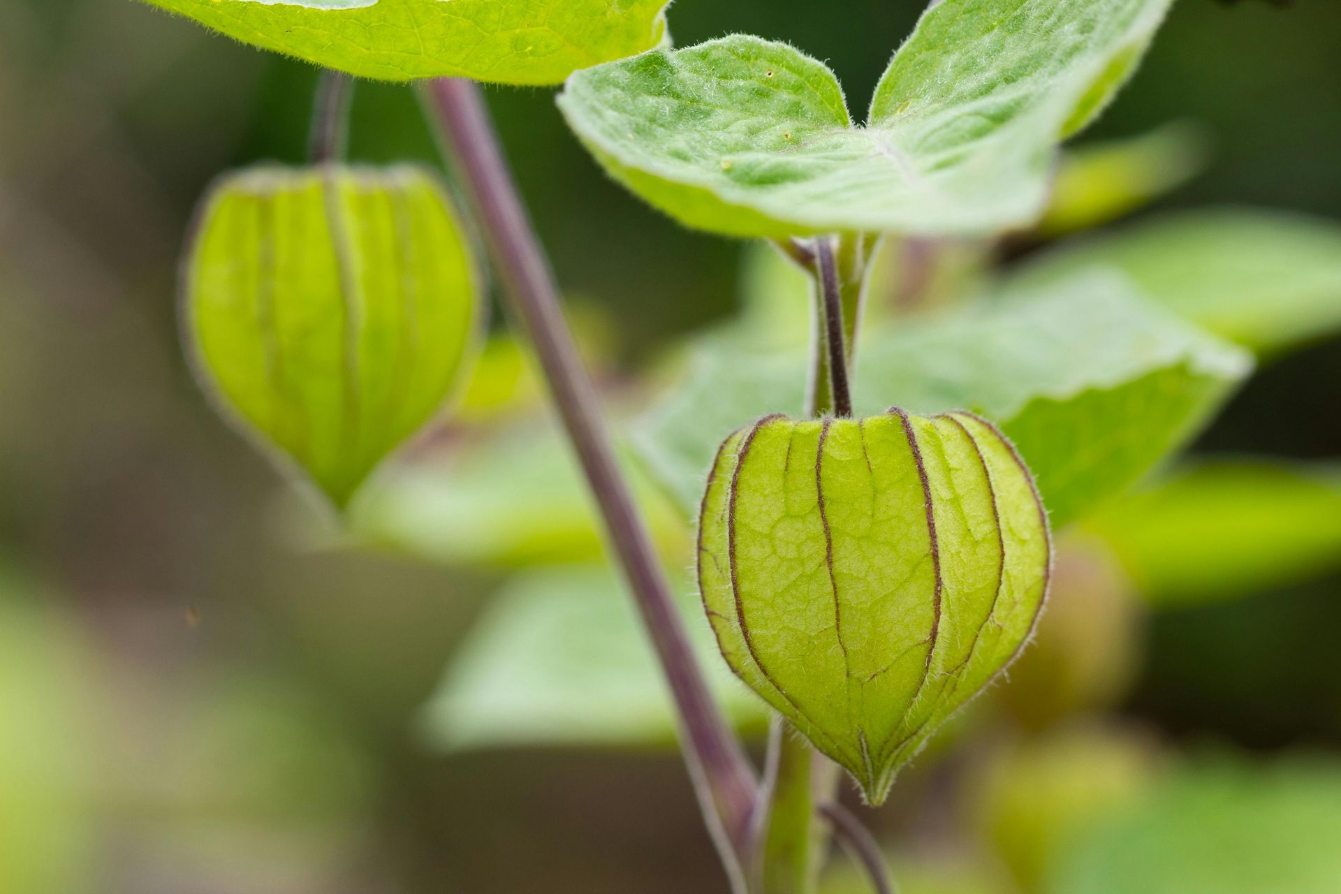 A close up of a green fruit growing on a plant.