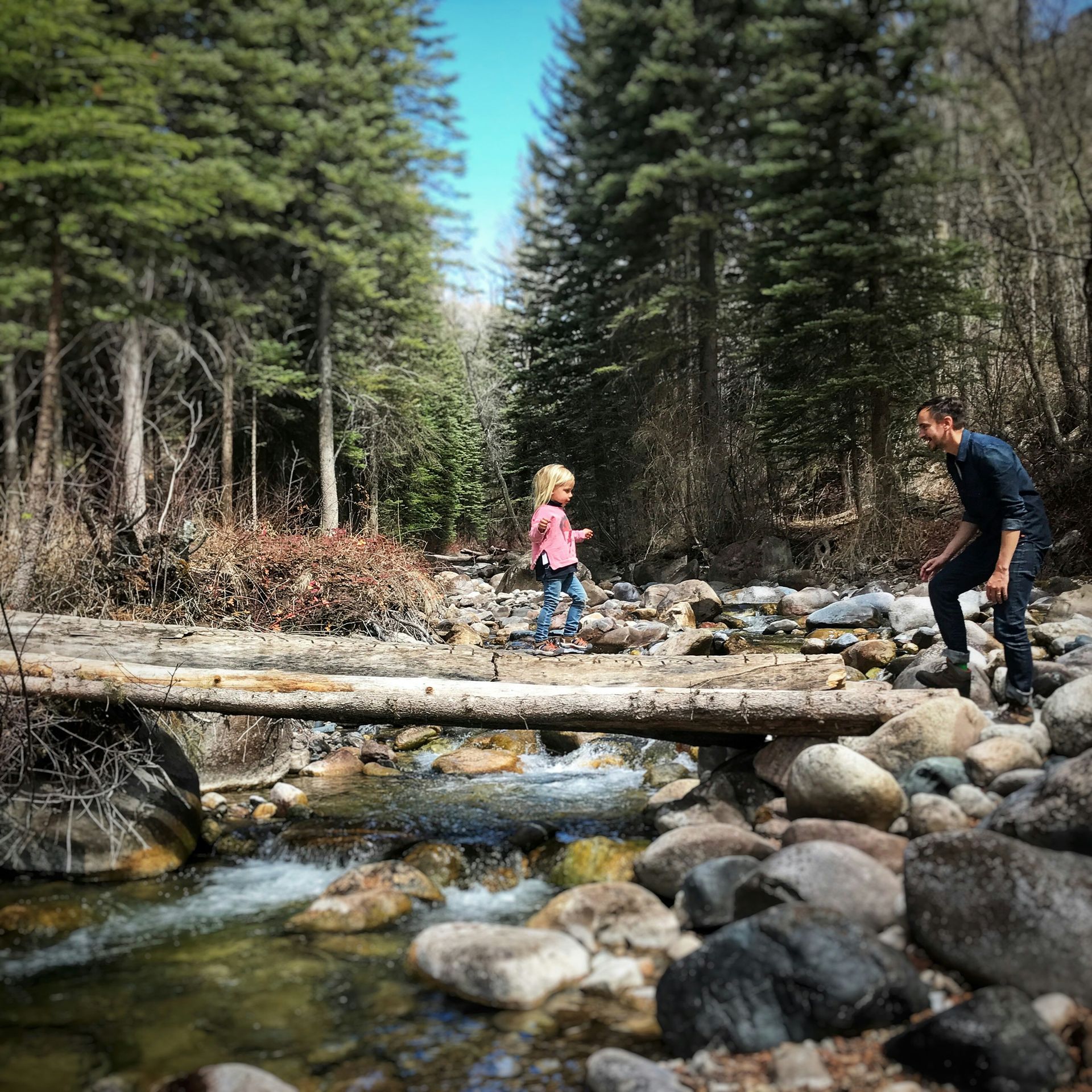 People crossing a rocky stream on a log bridge in a pine forest
