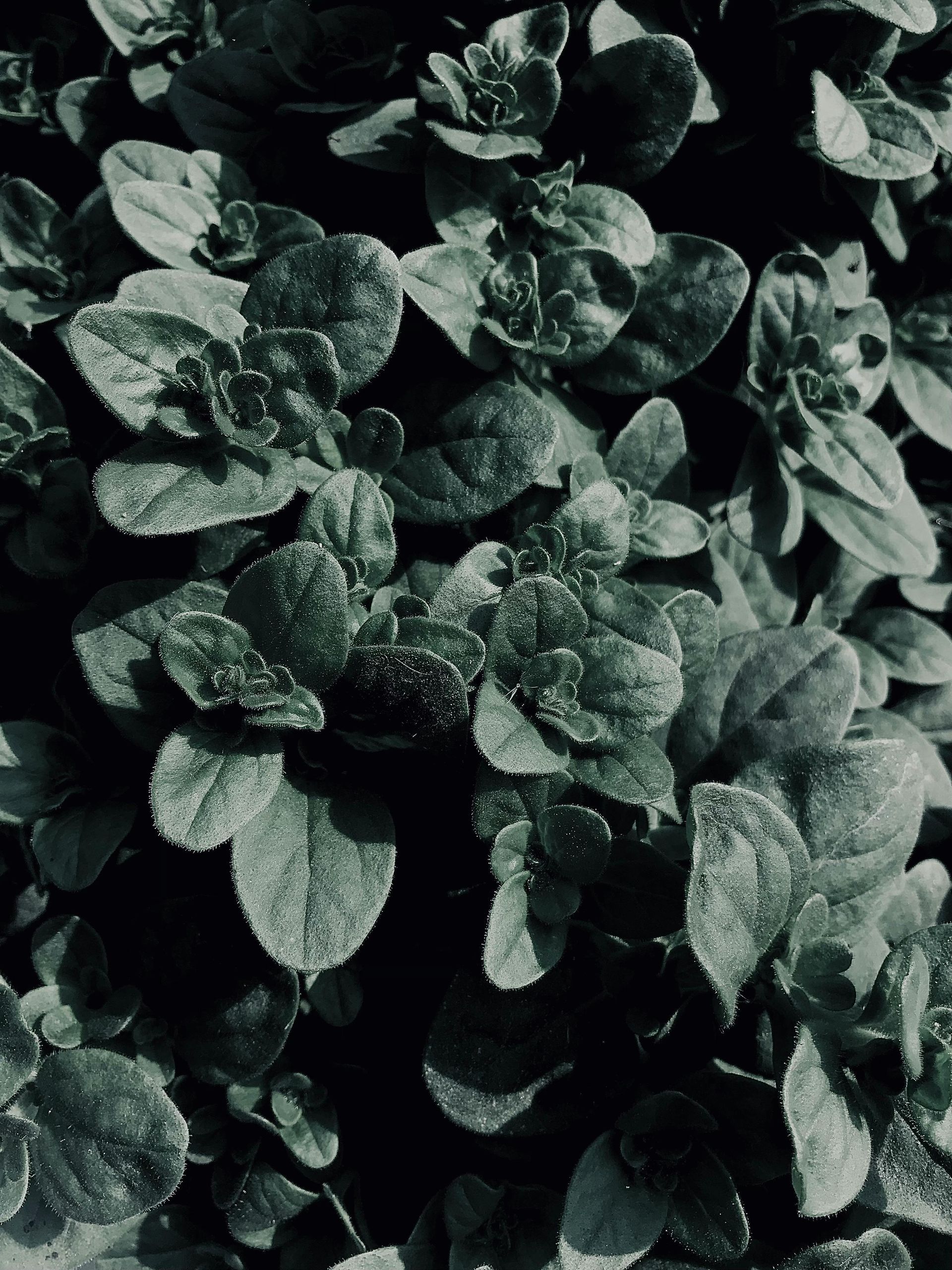 Dense cluster of dark green leafy plants filling the frame