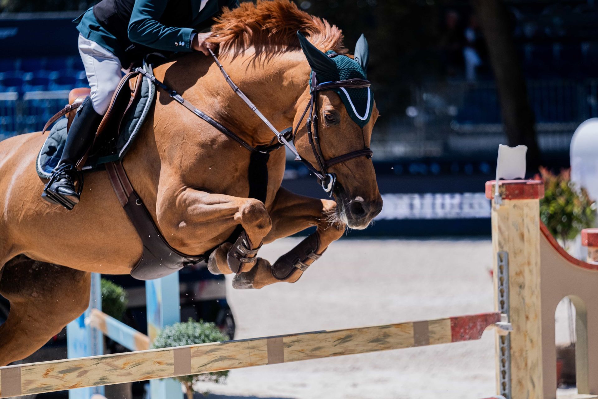 Horse and rider clearing a jump in an equestrian arena