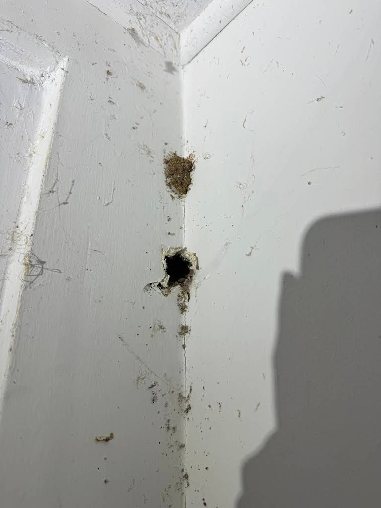 A Hole in a White Wall With a Small Mud Nest Above It — Pest Storm In Summerland Point, NSW