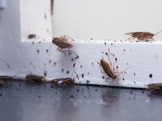 Multiple Cockroaches Crawling on a White Window Frame — Pest Storm In Newcastle, NSW