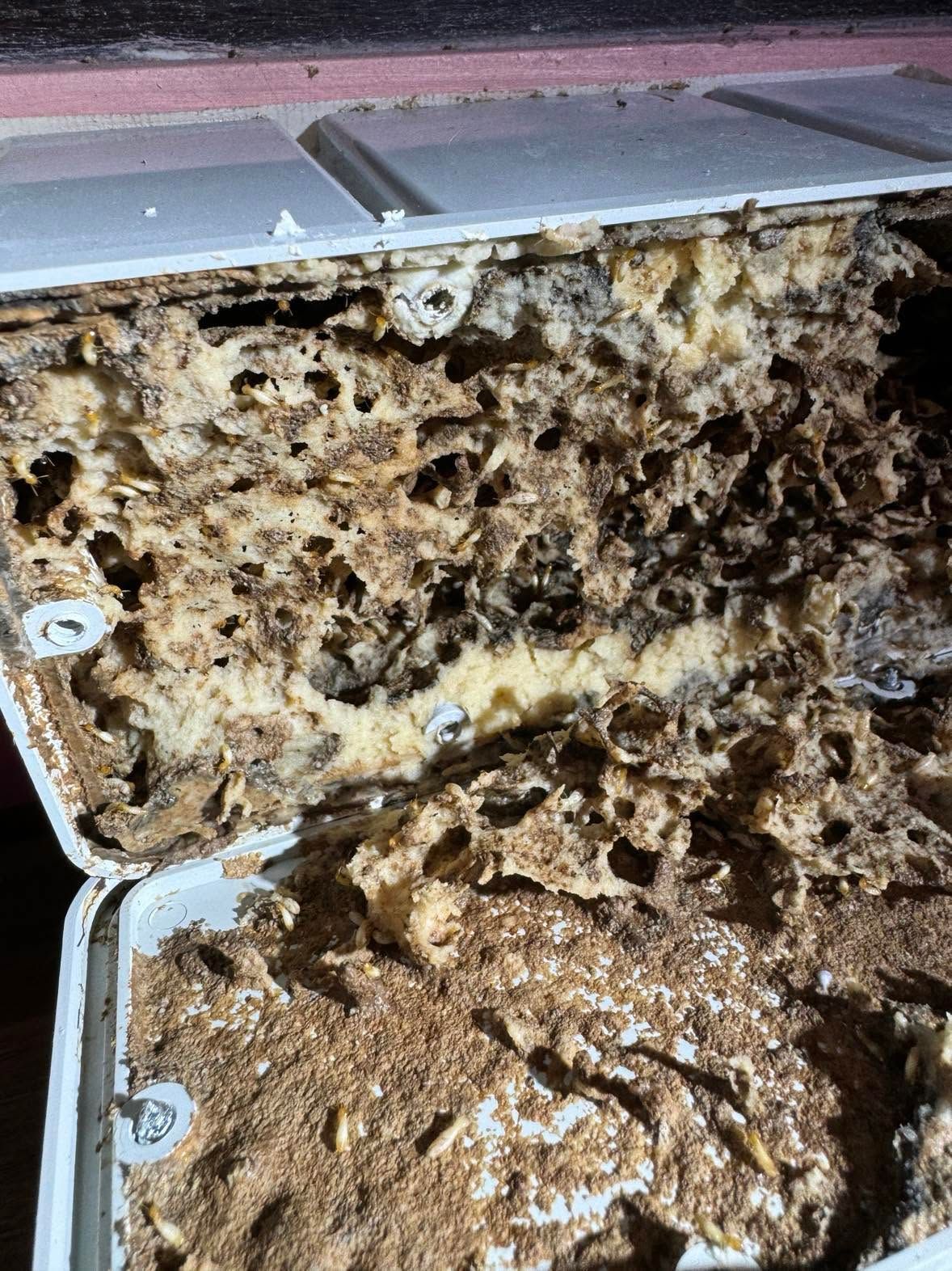 Close-up of Hollowed-out Wall Panel with Termite Damage in Lake Macquarie