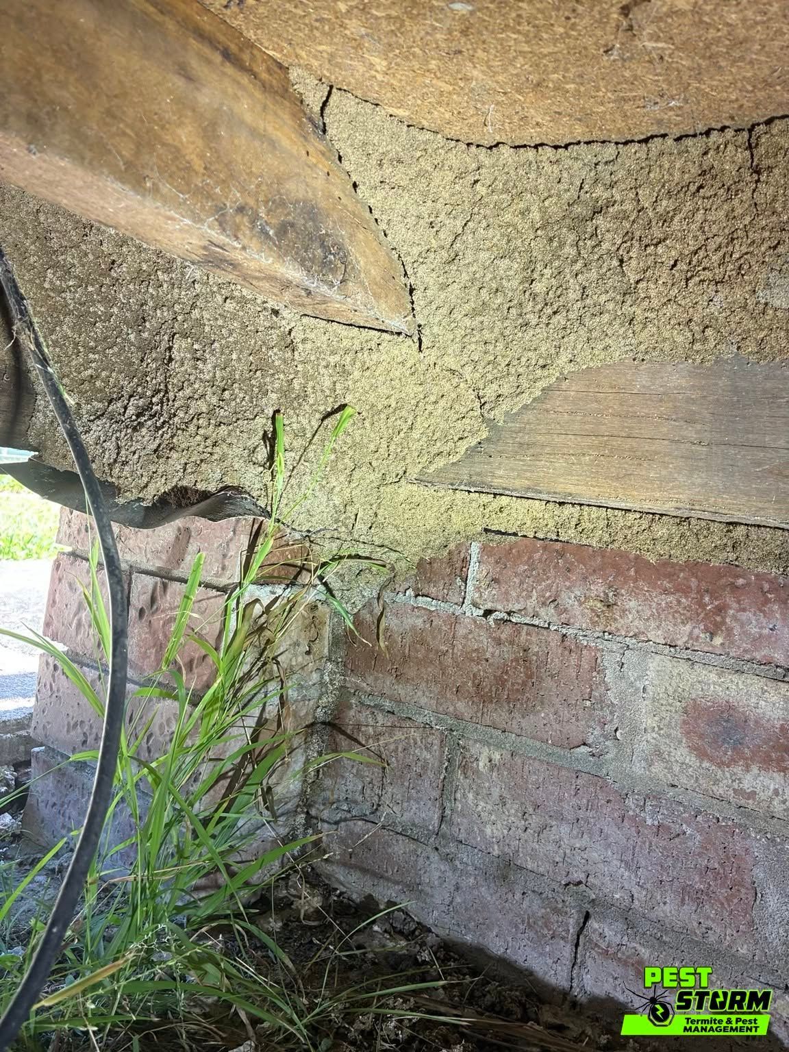 Close-up of Termite Mud Tubes on Wooden Beam in Lake Macquarie