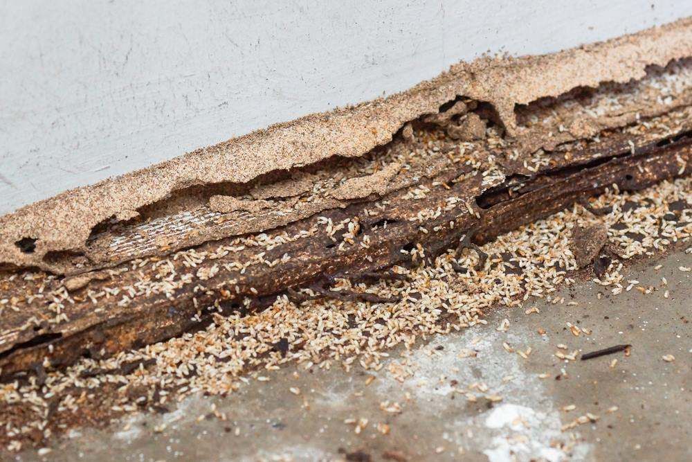 Damaged Wooden Baseboard With Visible Termite in Lake Macquarie
