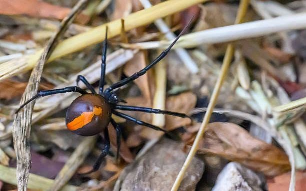 Pest Control Across Lake Macquarie's Suburbs