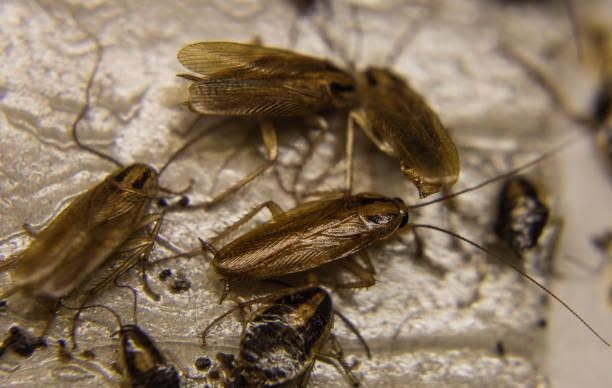 Pest Control for Lake Macquarie Homes And Businesses