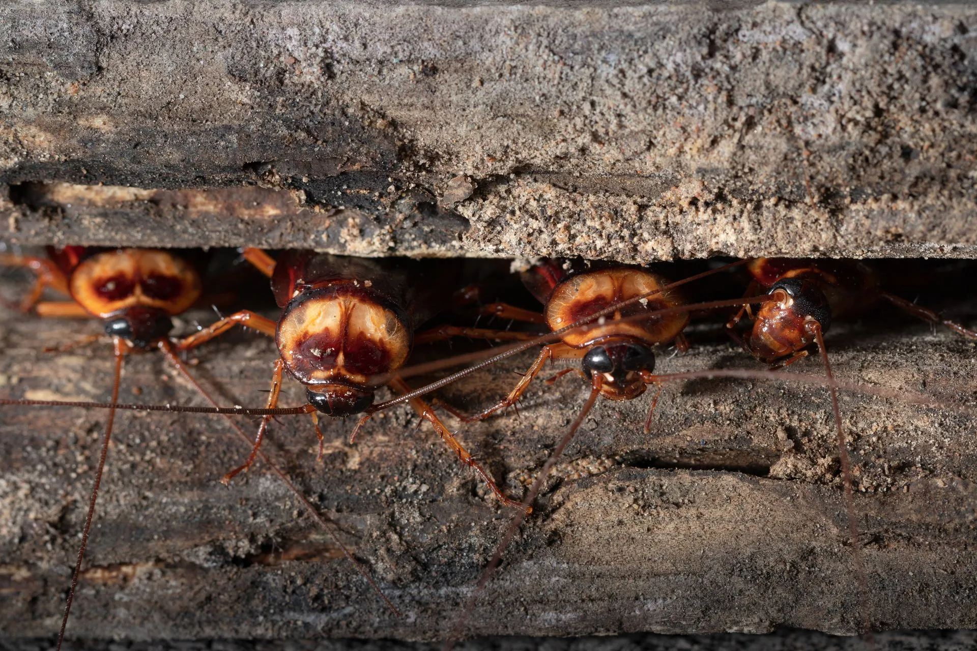 A Row of Cockroaches Peeking Out — Pest Storm In Cessnock, NSW