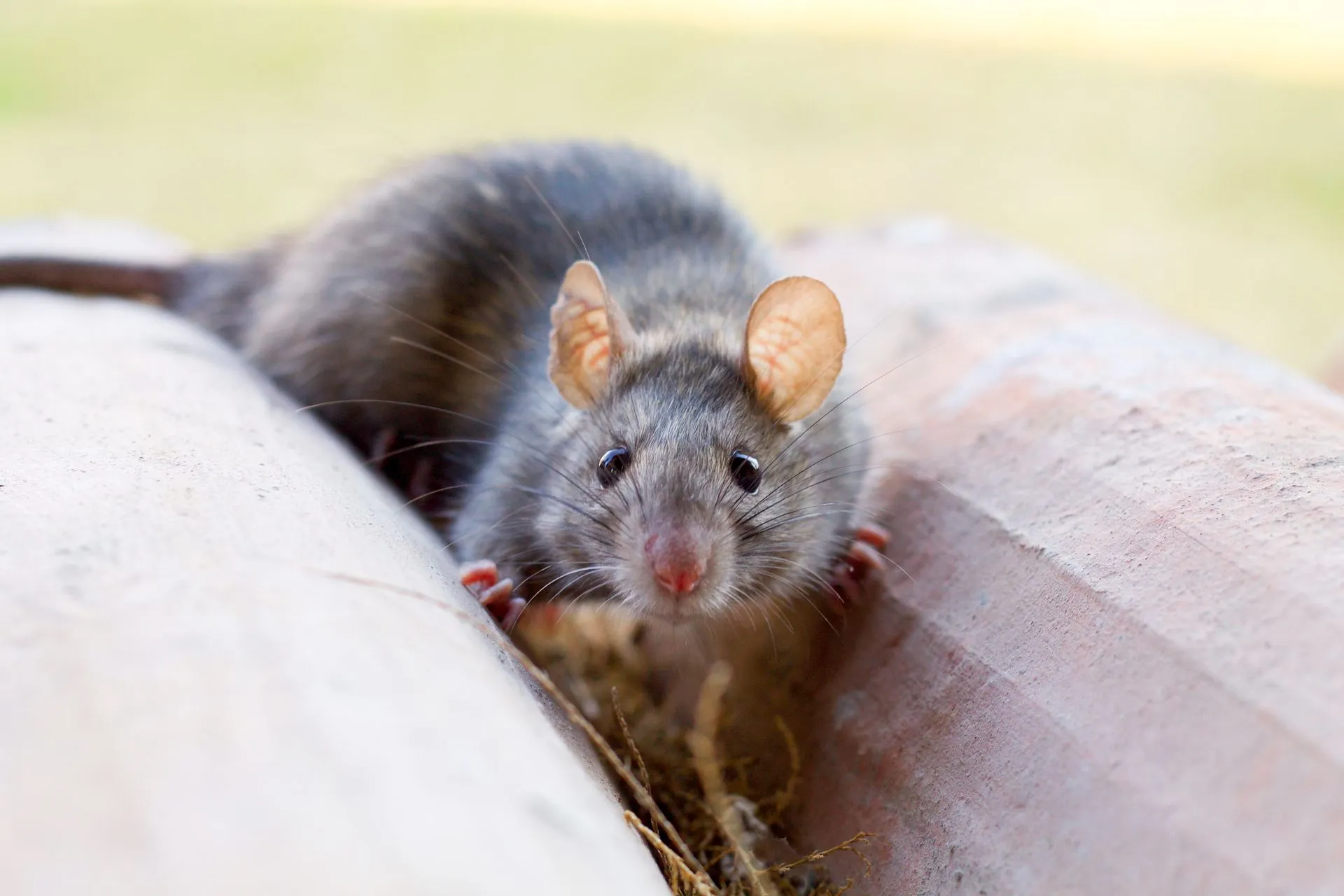 A Rat Resting on a Textured Surface — Pest Storm In Summerland Point, NSW