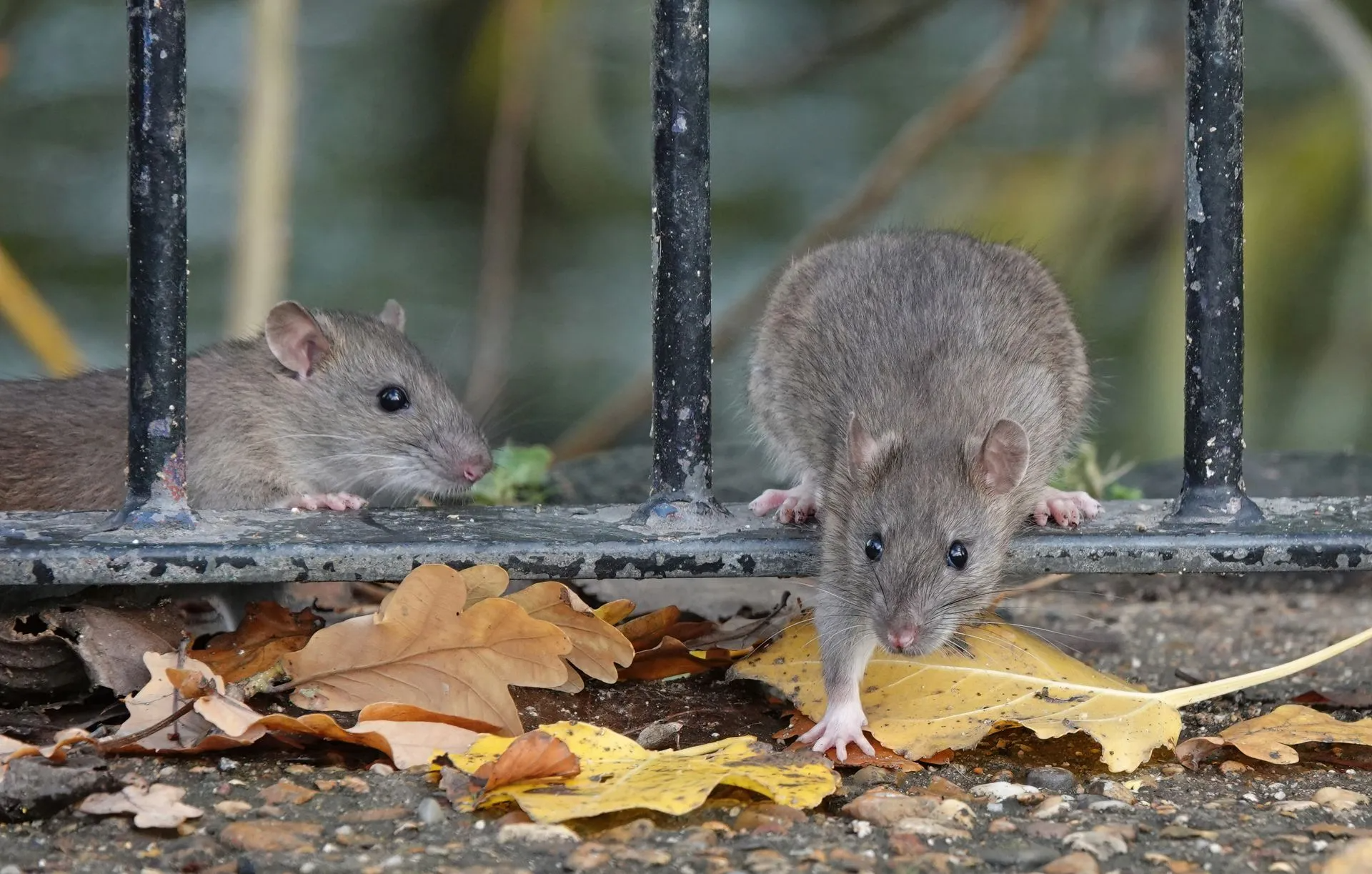Two Brown Rats Sit on a Concrete Surface With Fallen Leaves — Pest Storm In Newcastle, NSW