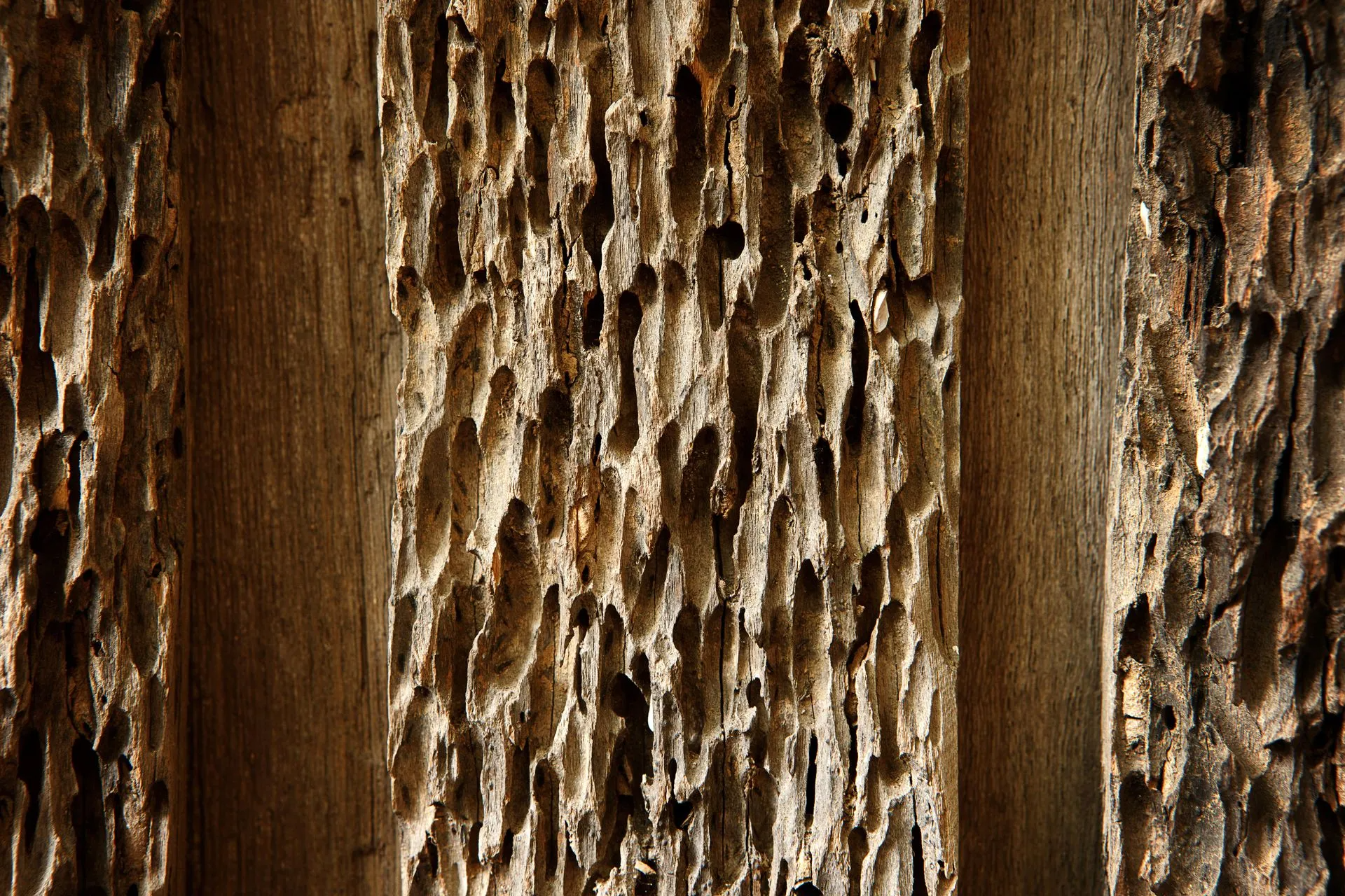 Wood Featuring Tunnels Carved Into the Surface by Insects — Pest Storm In Summerland Point, NSW