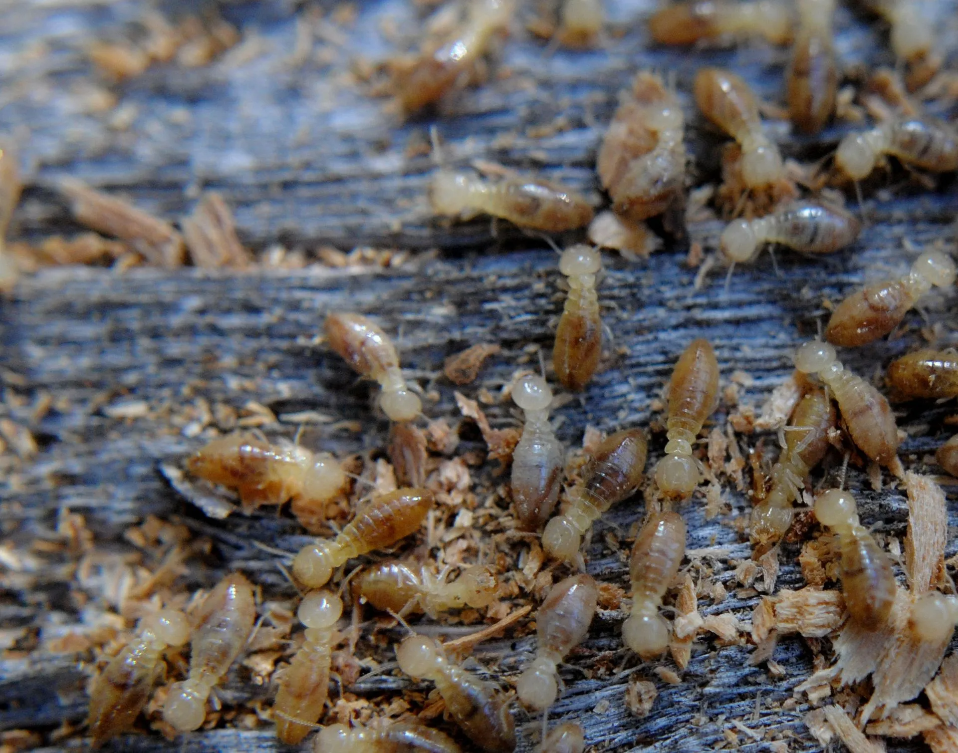 Termites Crawling Across a Wooden Surface — Pest Storm In Summerland Point, NSW