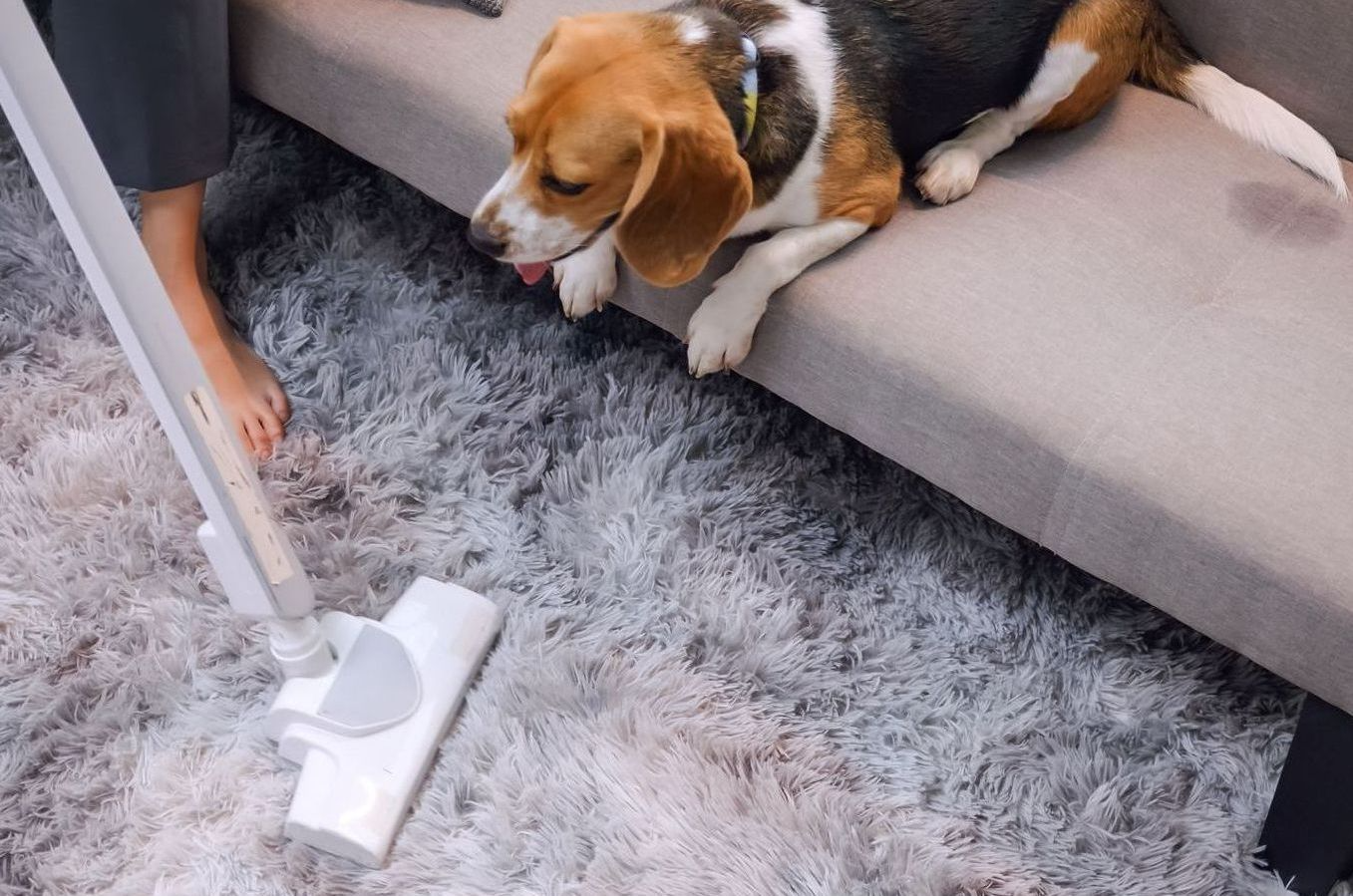 A Person Using a Vacuum Cleaner While a Beagle Watches Curiously — Pest Storm In Summerland Point, NSW