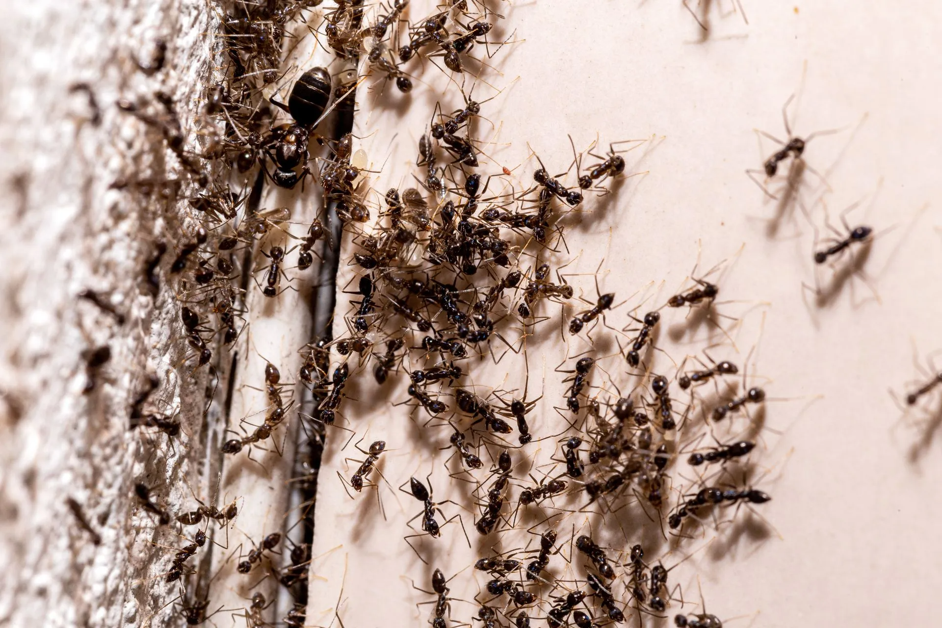 A Dense Colony of Ants Swarming Along a Narrow Gap — Pest Storm In Lake Macquarie, NSW