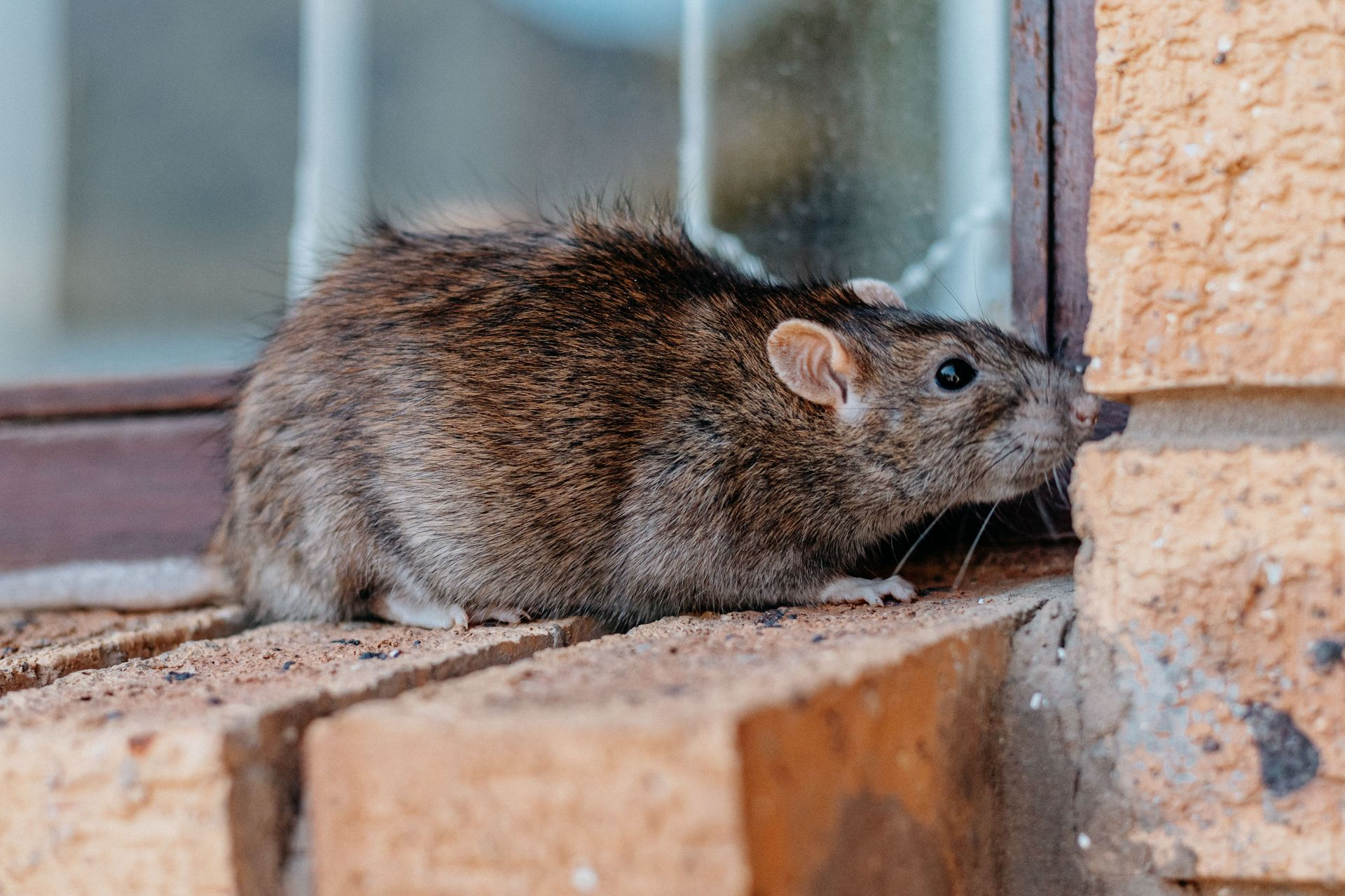 A Brown Rat Sitting on a Brick Ledge Outside a Building — Pest Storm In Maitland, NSW