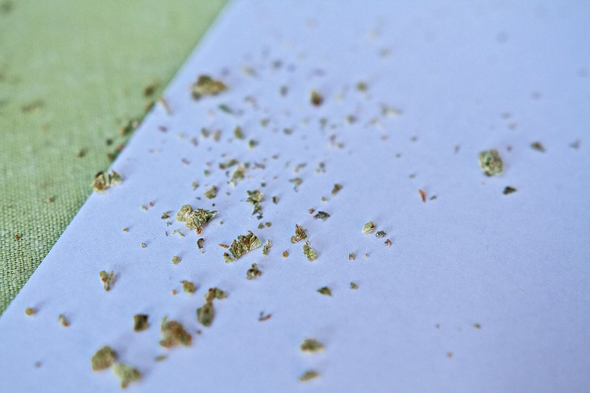 Eggshell of Bed Bugs Scattered Across a White Surface — Pest Storm In Summerland Point, NSW