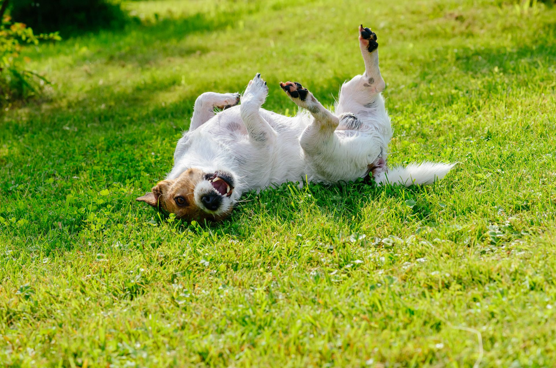 A Dog Rolling on Its Back in a Grassy Field — Pest Storm In Summerland Point, NSW