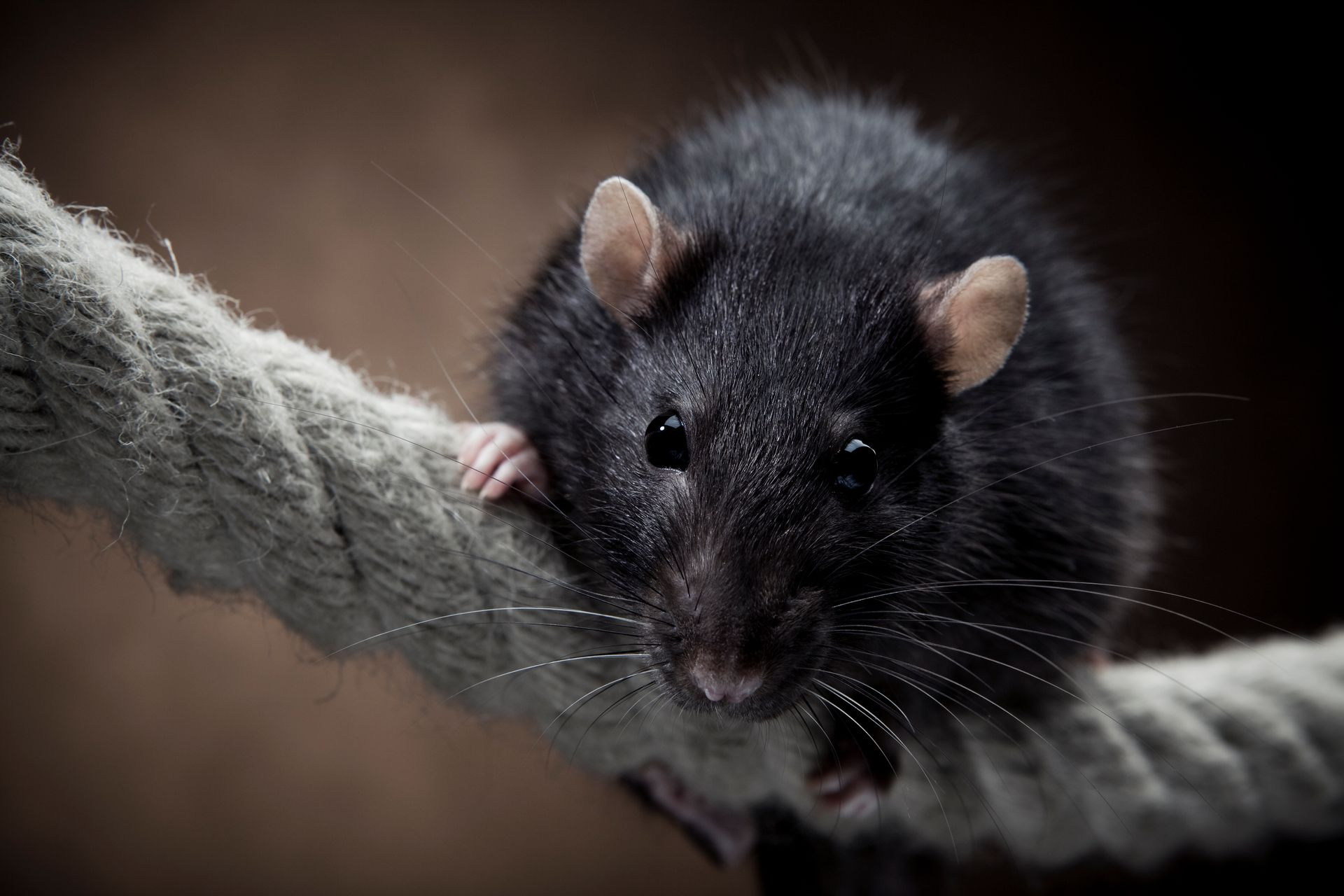 A Rat Perched on a Thick, Textured Rope — Pest Storm In Summerland Point, NSW