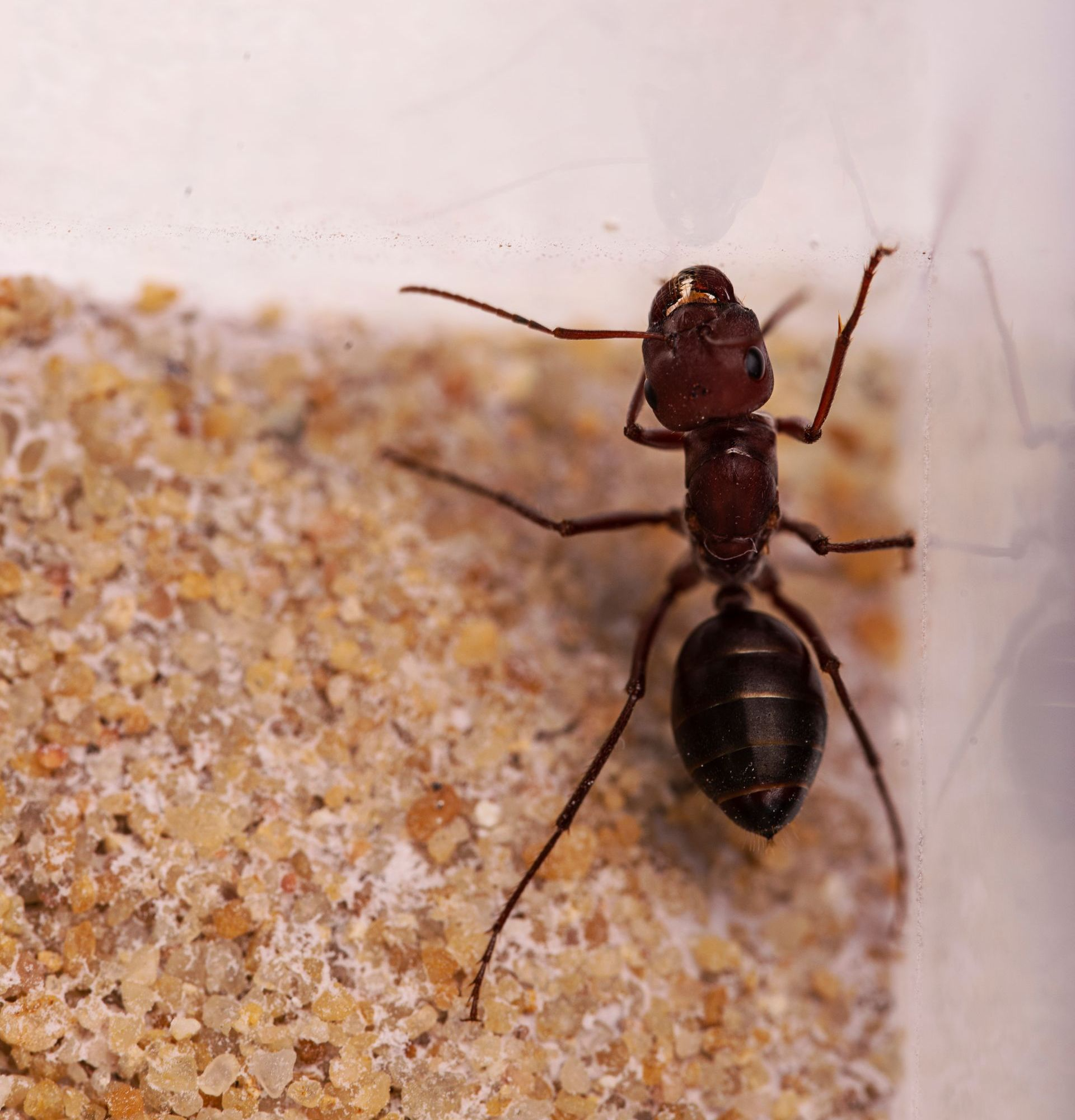 A Dark Red Ant With a Large Abdomen — Pest Storm In Summerland Point, NSW