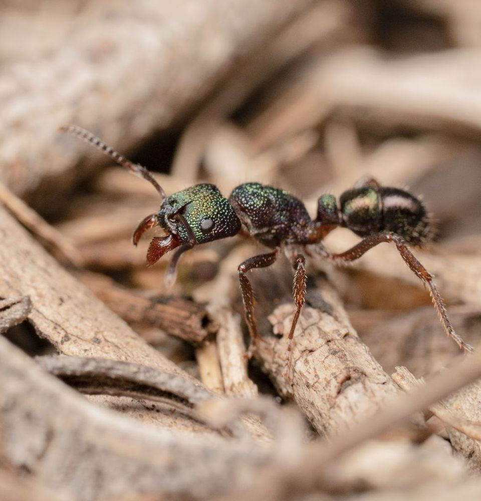 A Green Ant Stands on Twigs and Leaf Debris — Pest Storm In Summerland Point, NSW