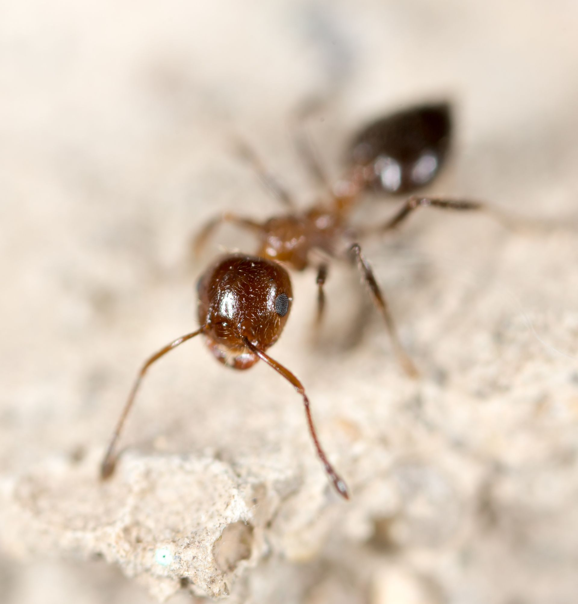 A Brown Ant Walking on a Textured Stone Surface — Pest Storm In Summerland Point, NSW