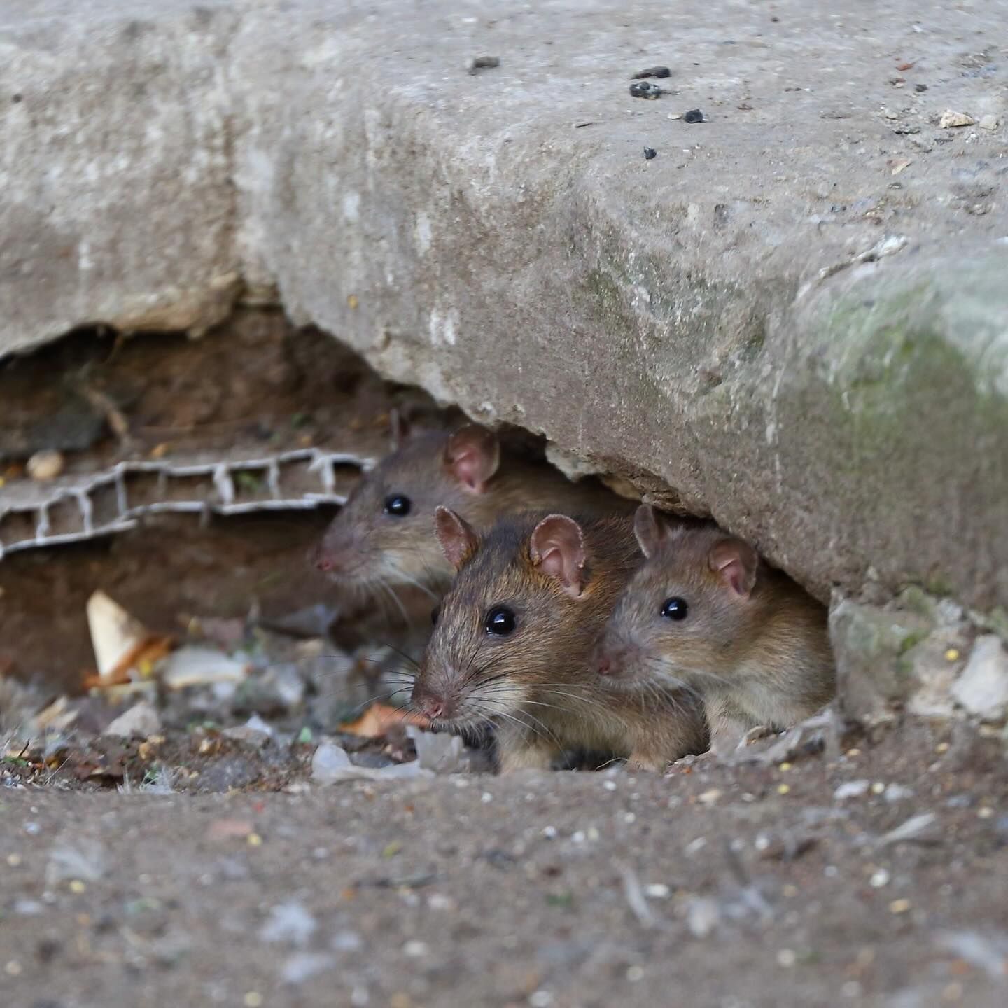 Three Rats Peek Out From Underneath a Concrete Slab — Pest Storm In Summerland Point, NSW