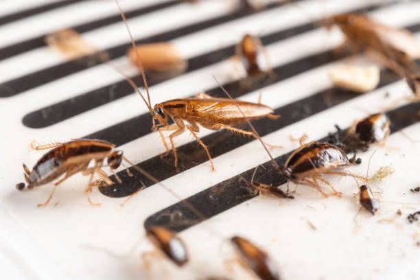 Cockroaches Trapped on Adhesive Monitoring Board — Pest Storm In Summerland Point, NSW