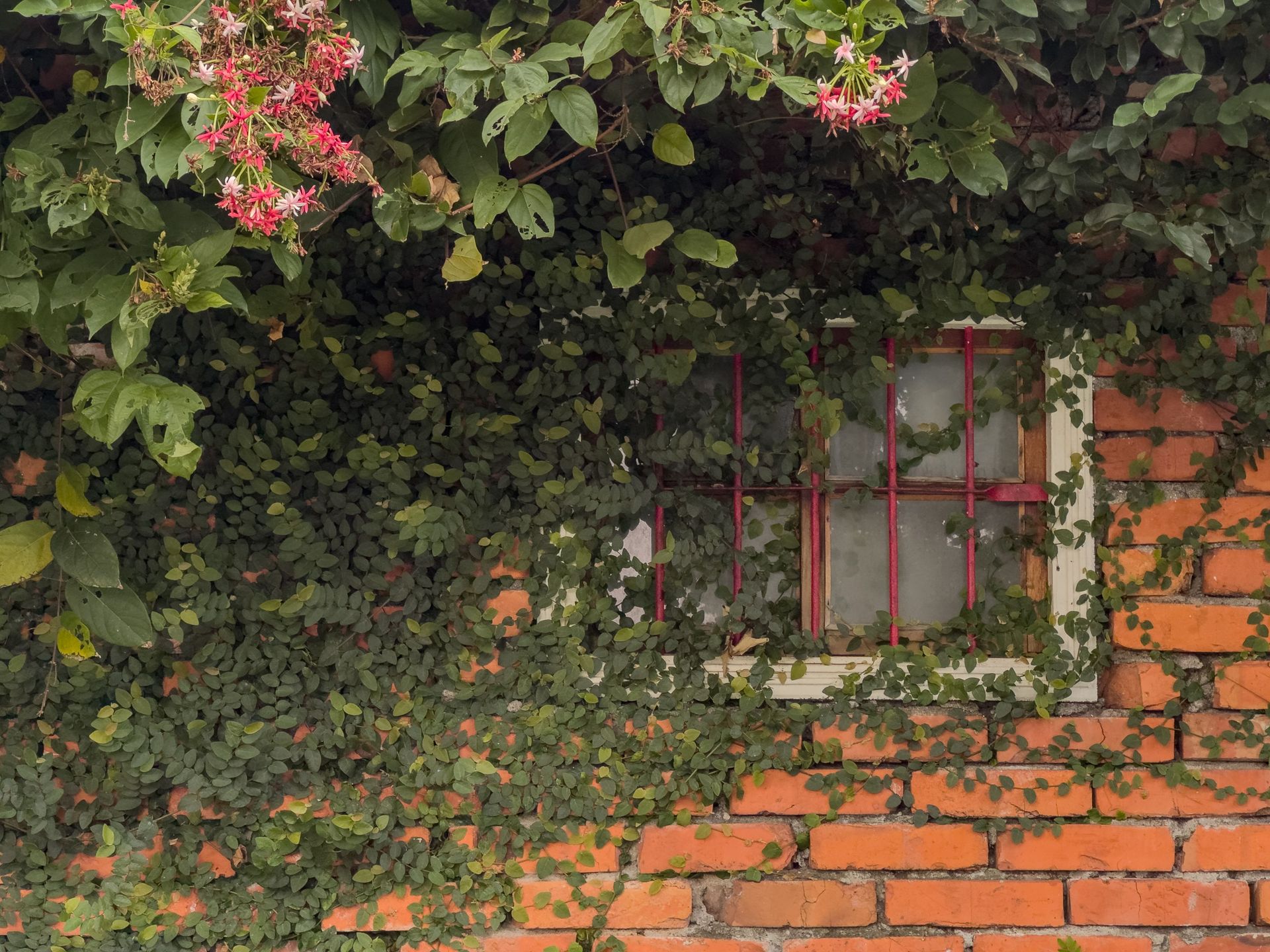 Old brick garden wall with planting along its base