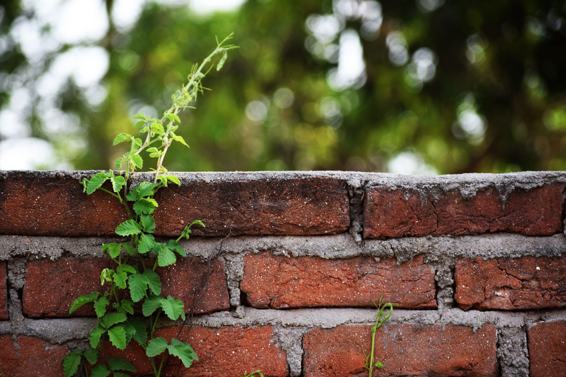 Old brick garden wall with a climbing plant